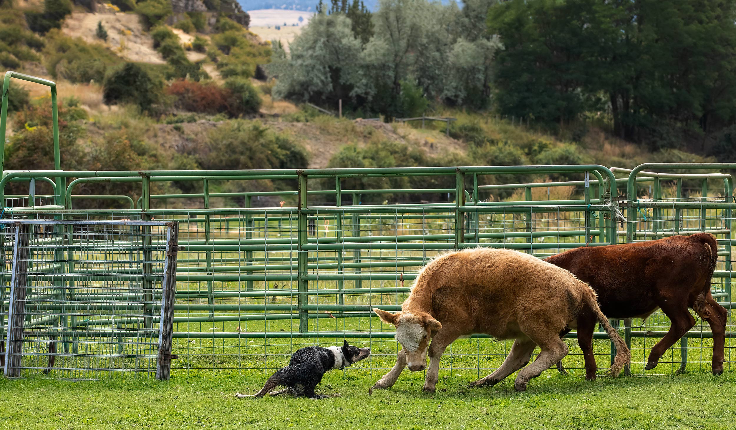Border collie dogs working cattle. Livestock and agriculture photography