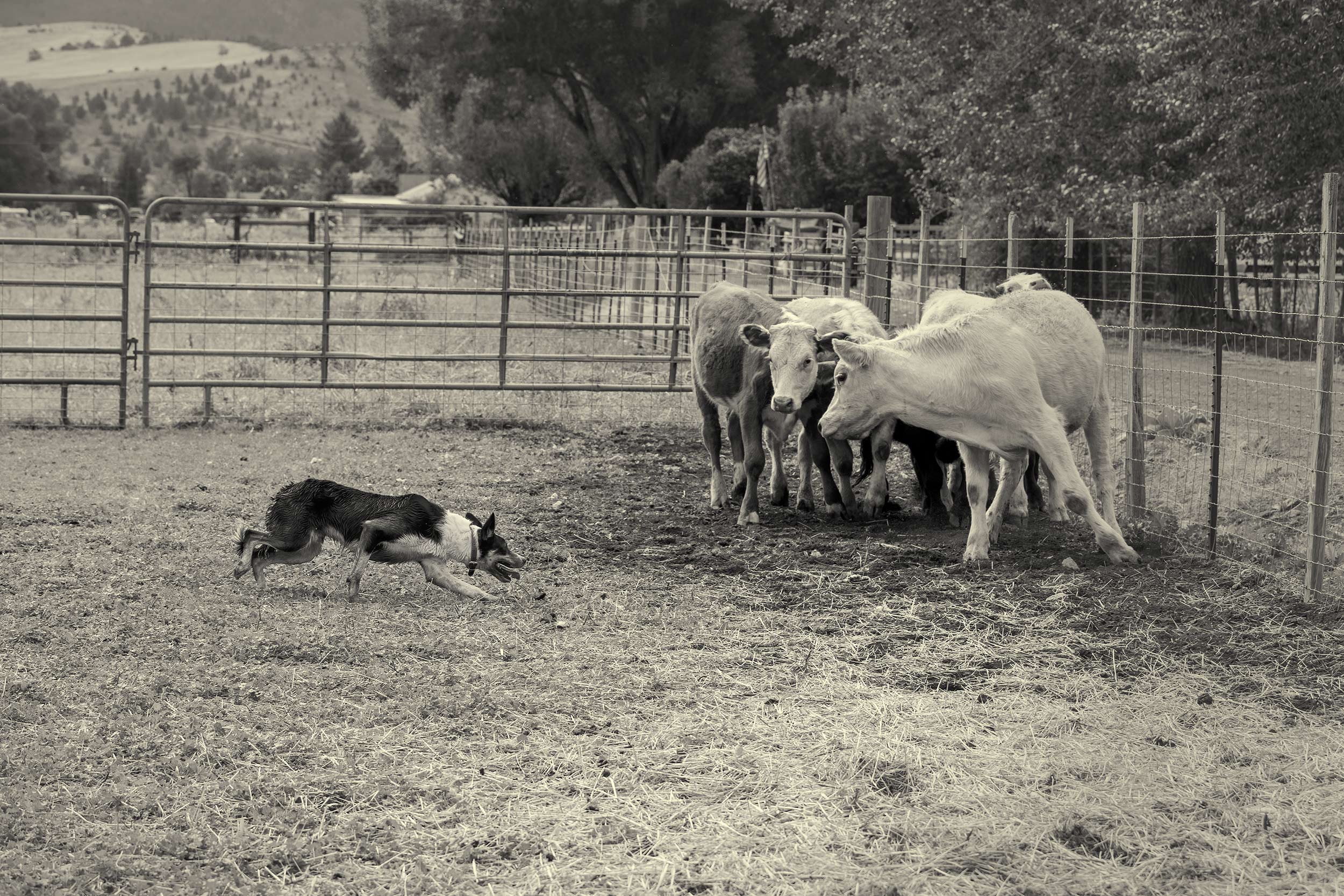 Border collie facing off with a young bull. Livestock and agriculture photography