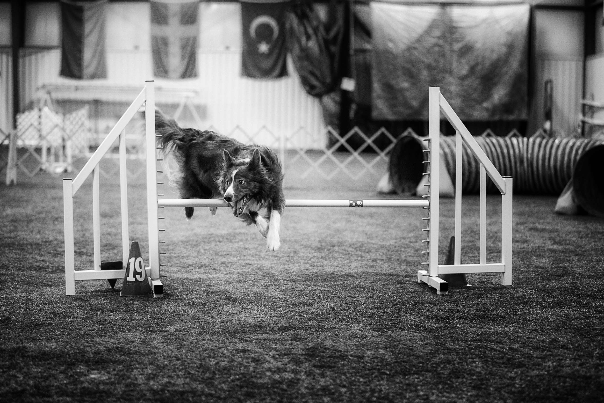 Border collie jumping. Livestock and agriculture photography