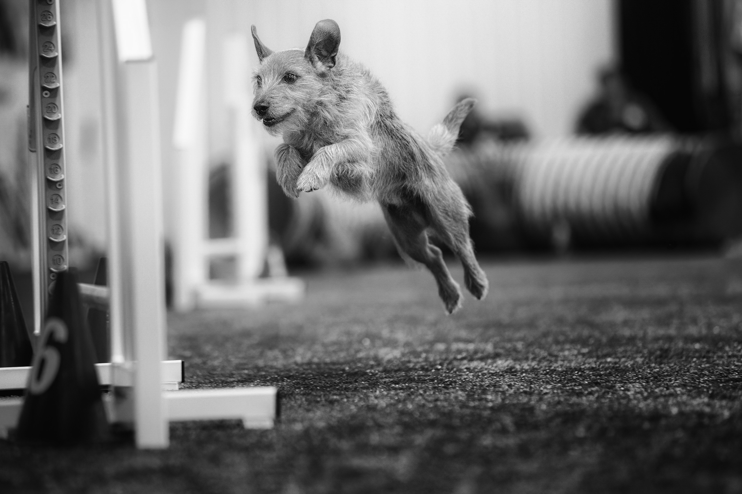 Terrier jumping a jump. 