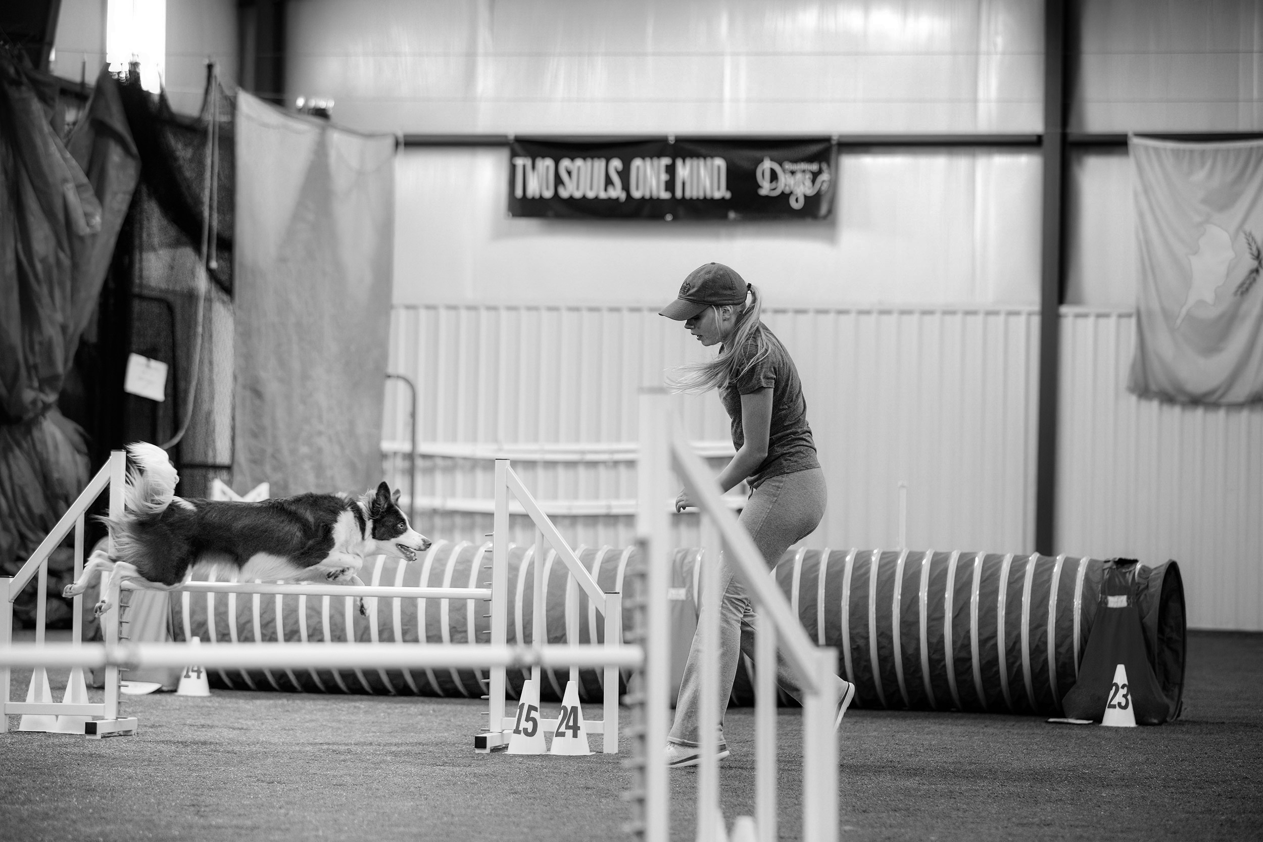 Agility handler queuing border collie over jump. 