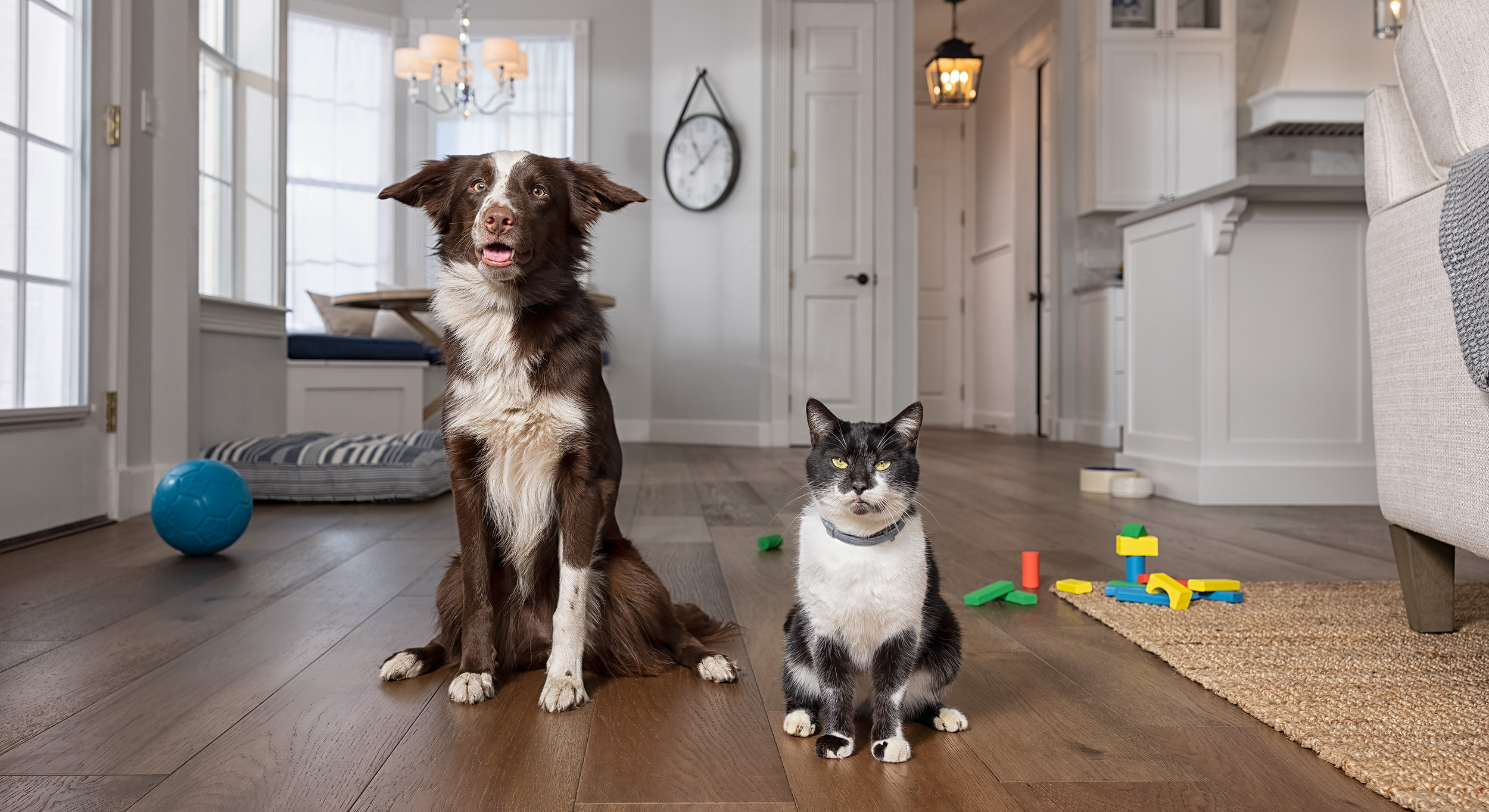 Dog and Cat sitting next to each other in living room for Seresto Flea and Tick Collar ad. 