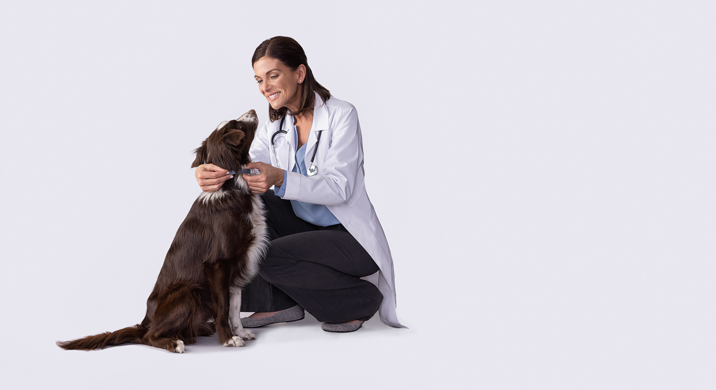 vet kneeling next to a large dog giving a check up Seresto Flea and Tick Collar ad. 