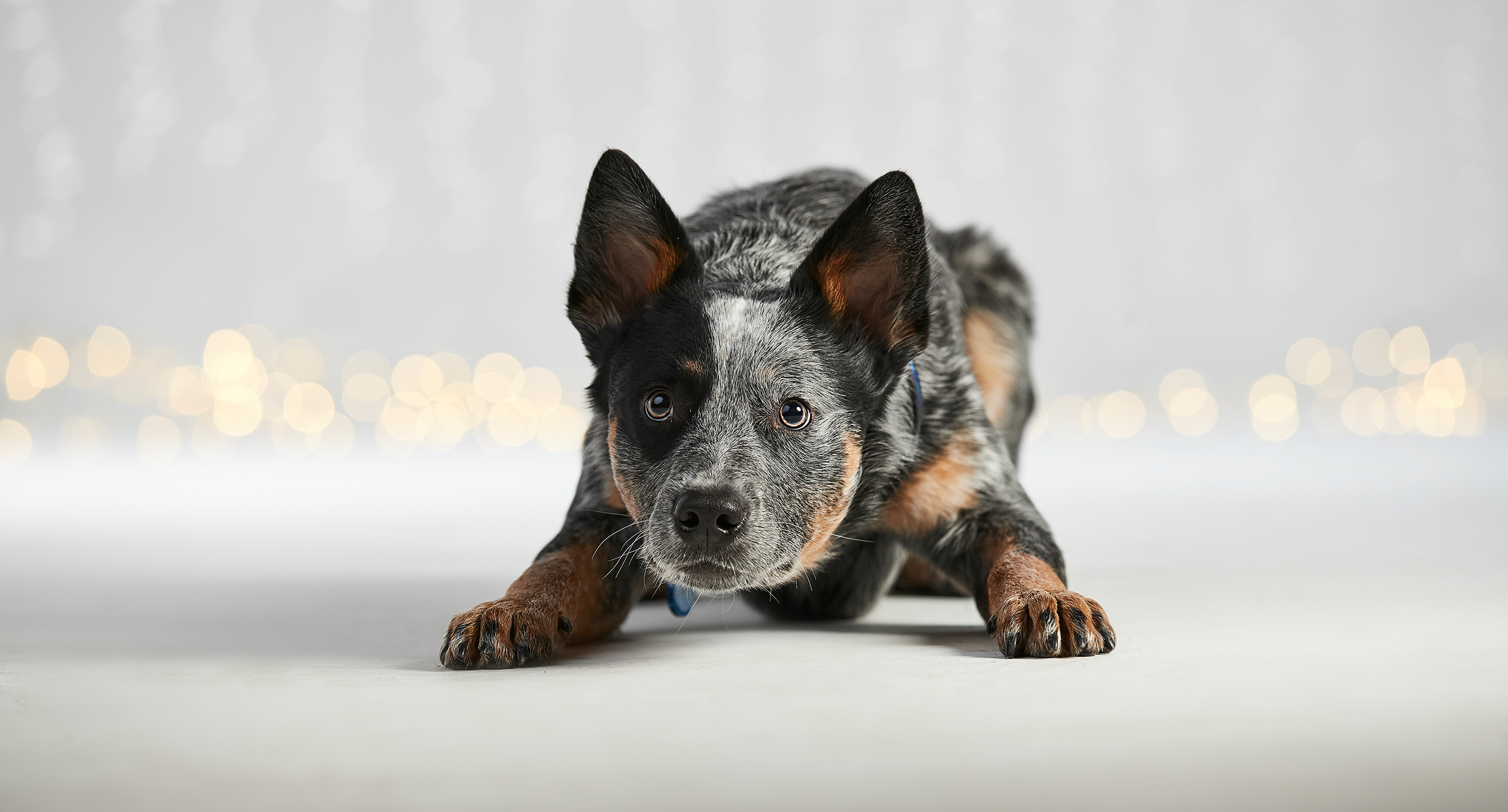 Livestock and agriculture photography cattle dog portrait