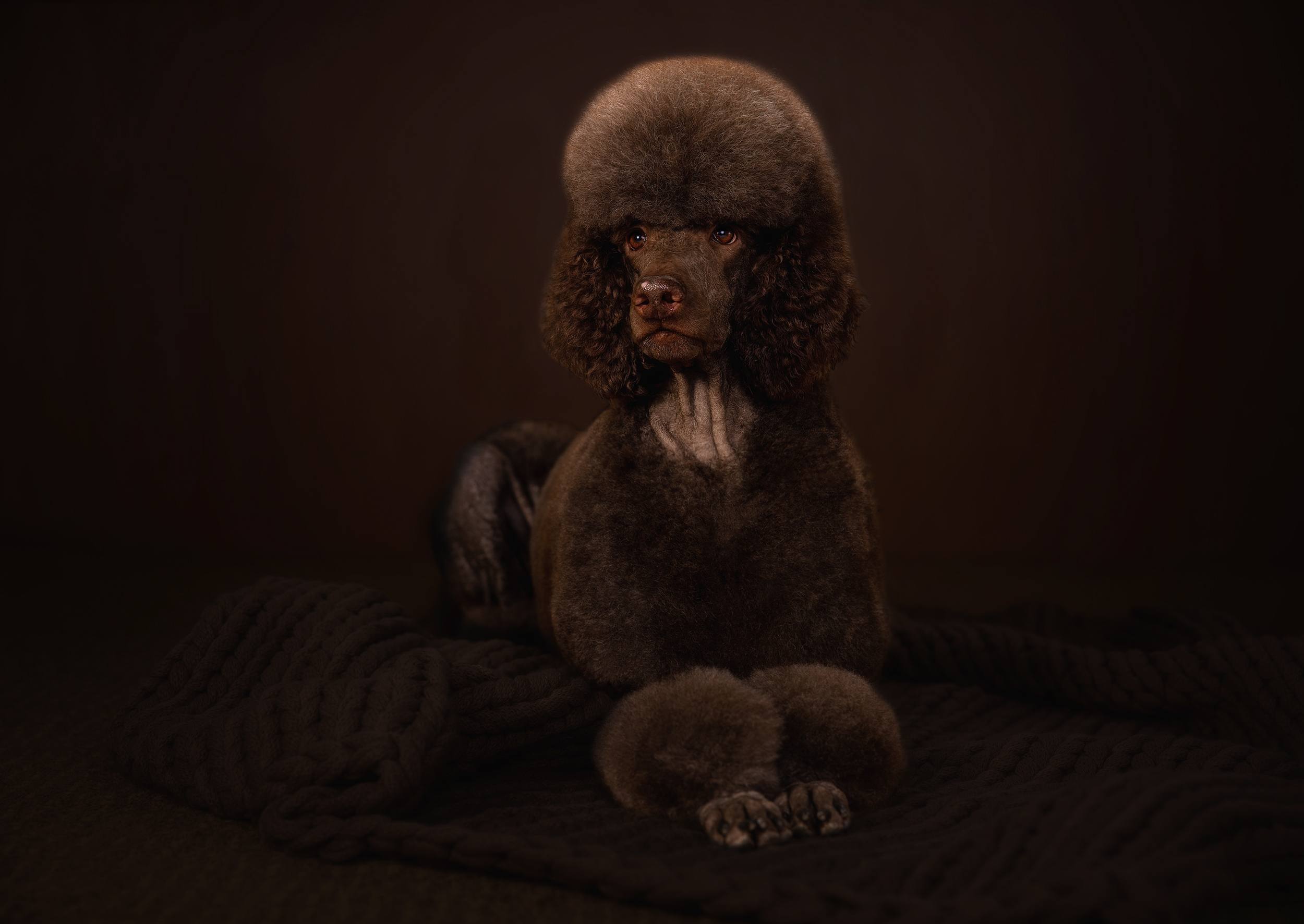 Dark portrait of standard poodle laying down. 