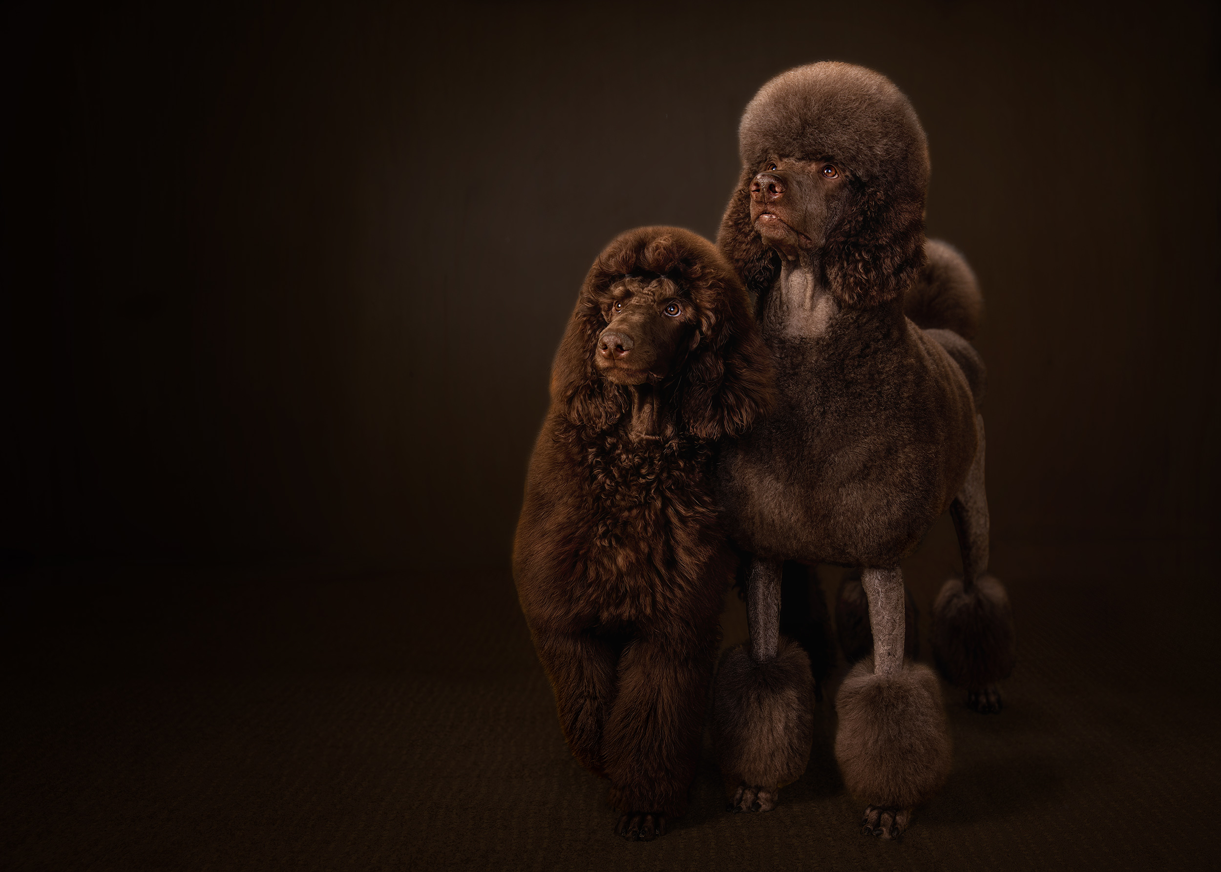 Dark portrait of two brown standard poodles. 