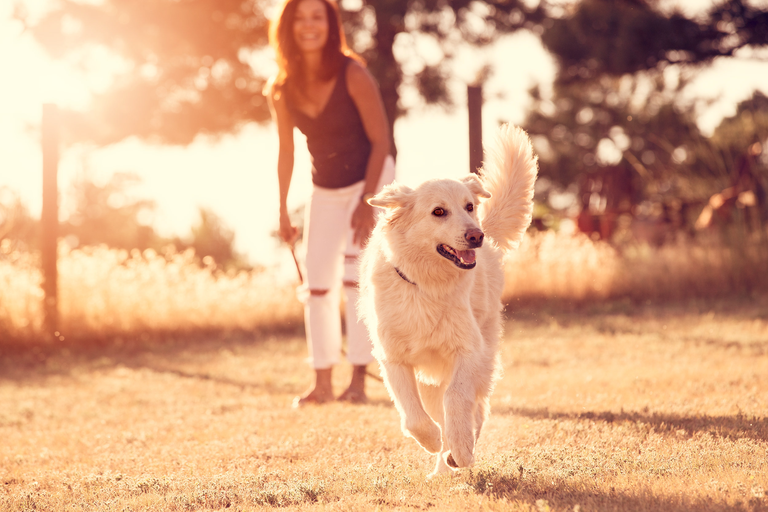 Fashion and lifestyle photography, golden retriever, model