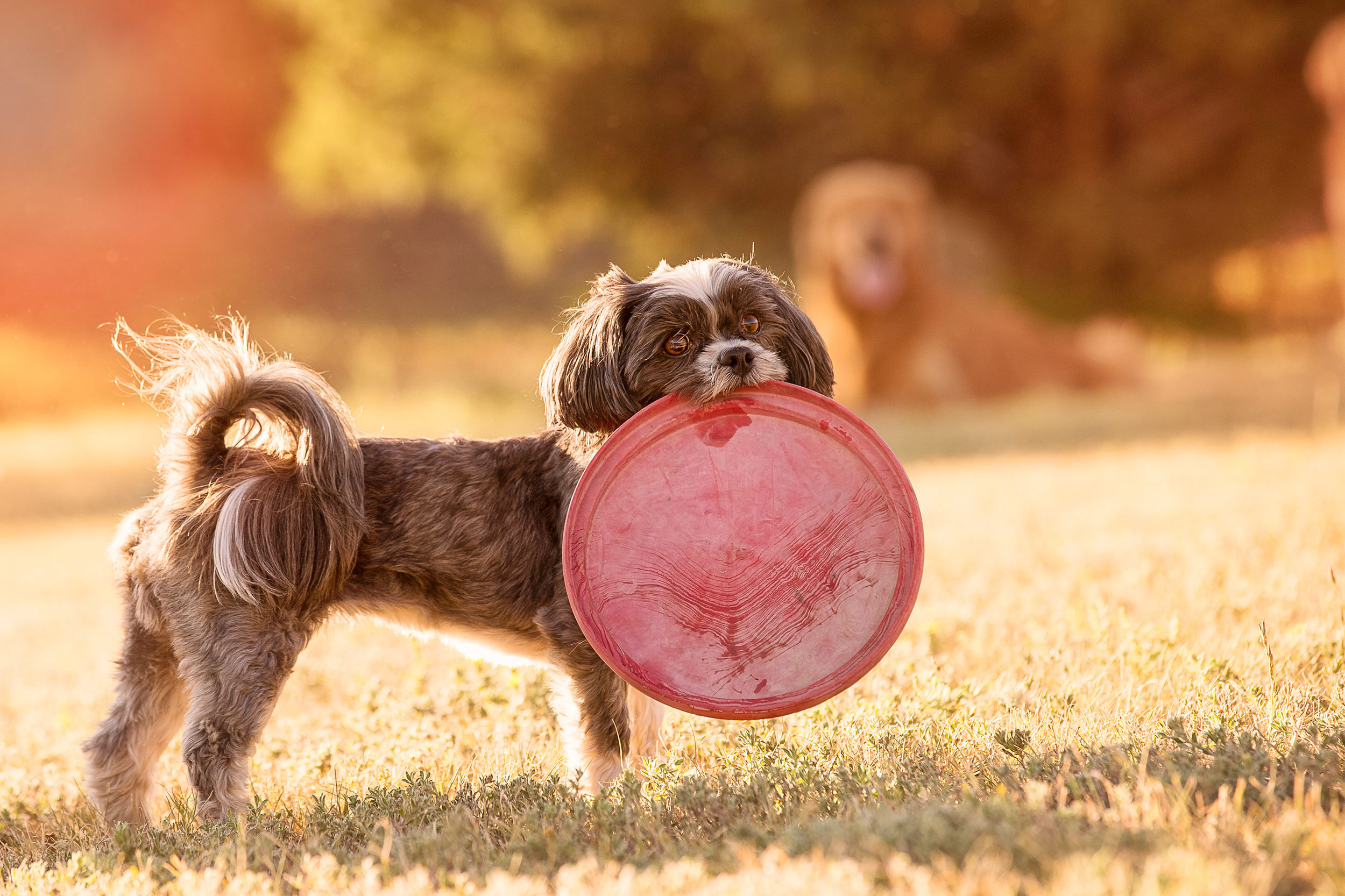 small dog with short legs holding a large frisbee. 