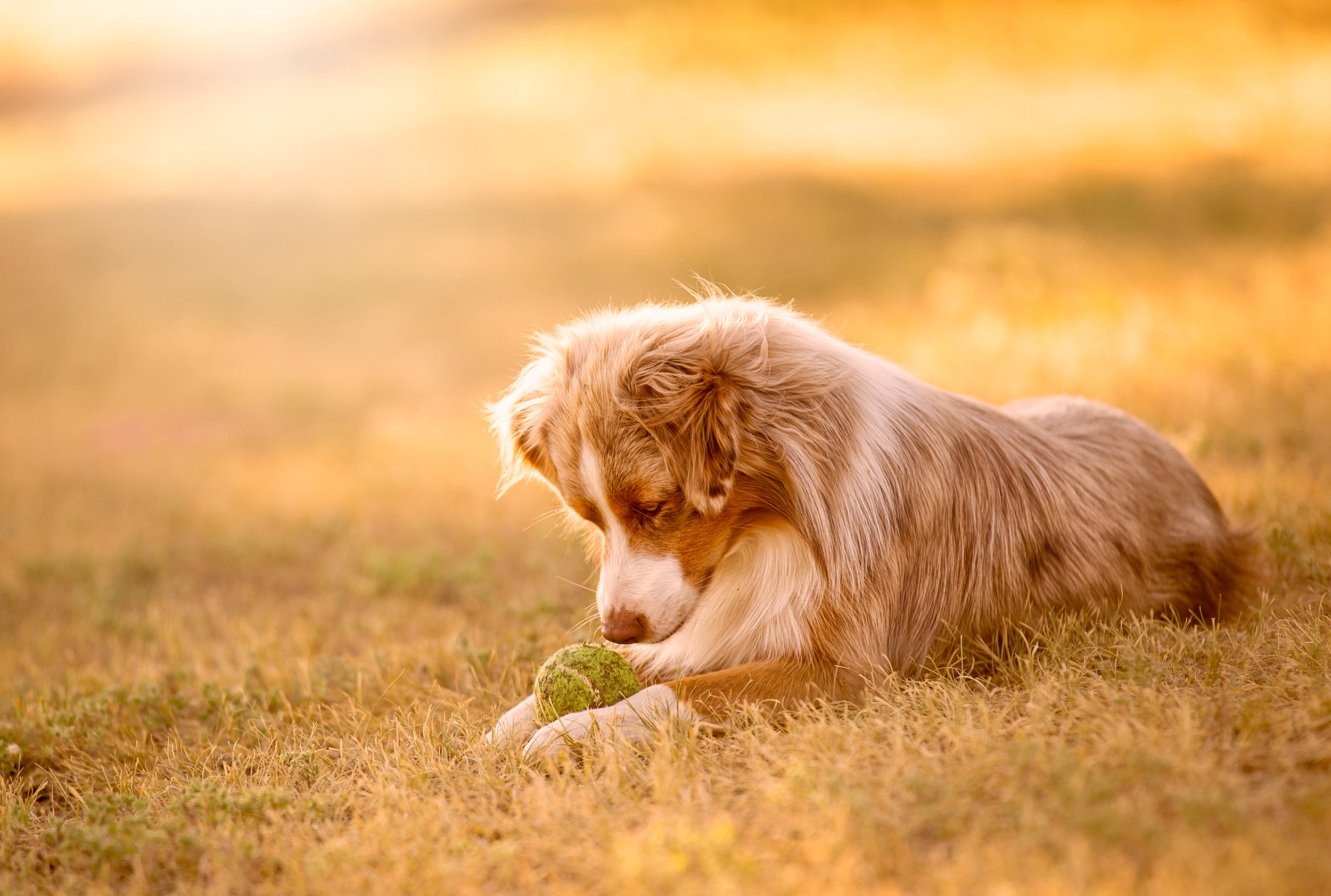 Small australian shepherd staring at a tennis ball. 