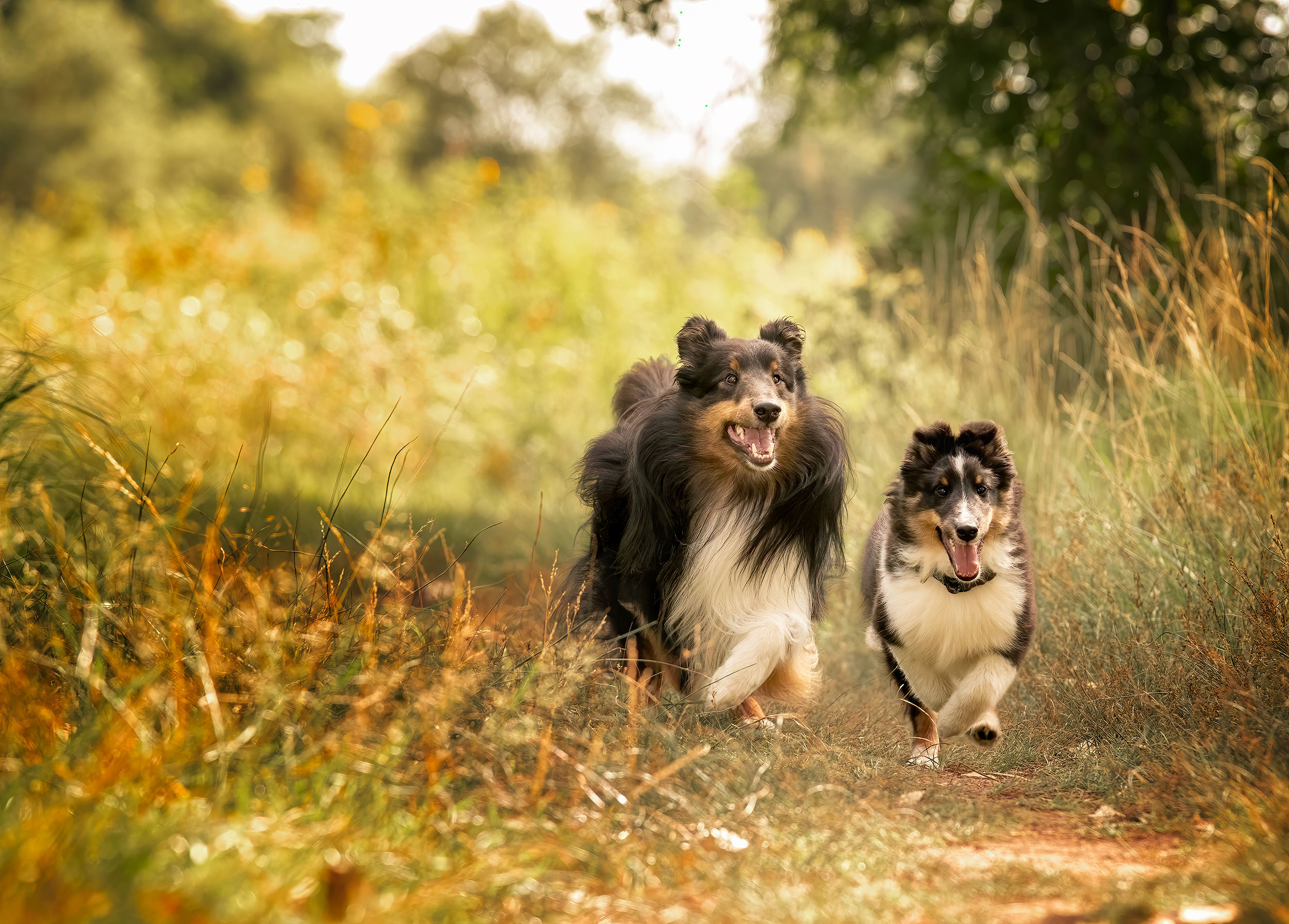 Livestock and agriculture photography Shetland Sheepdog working