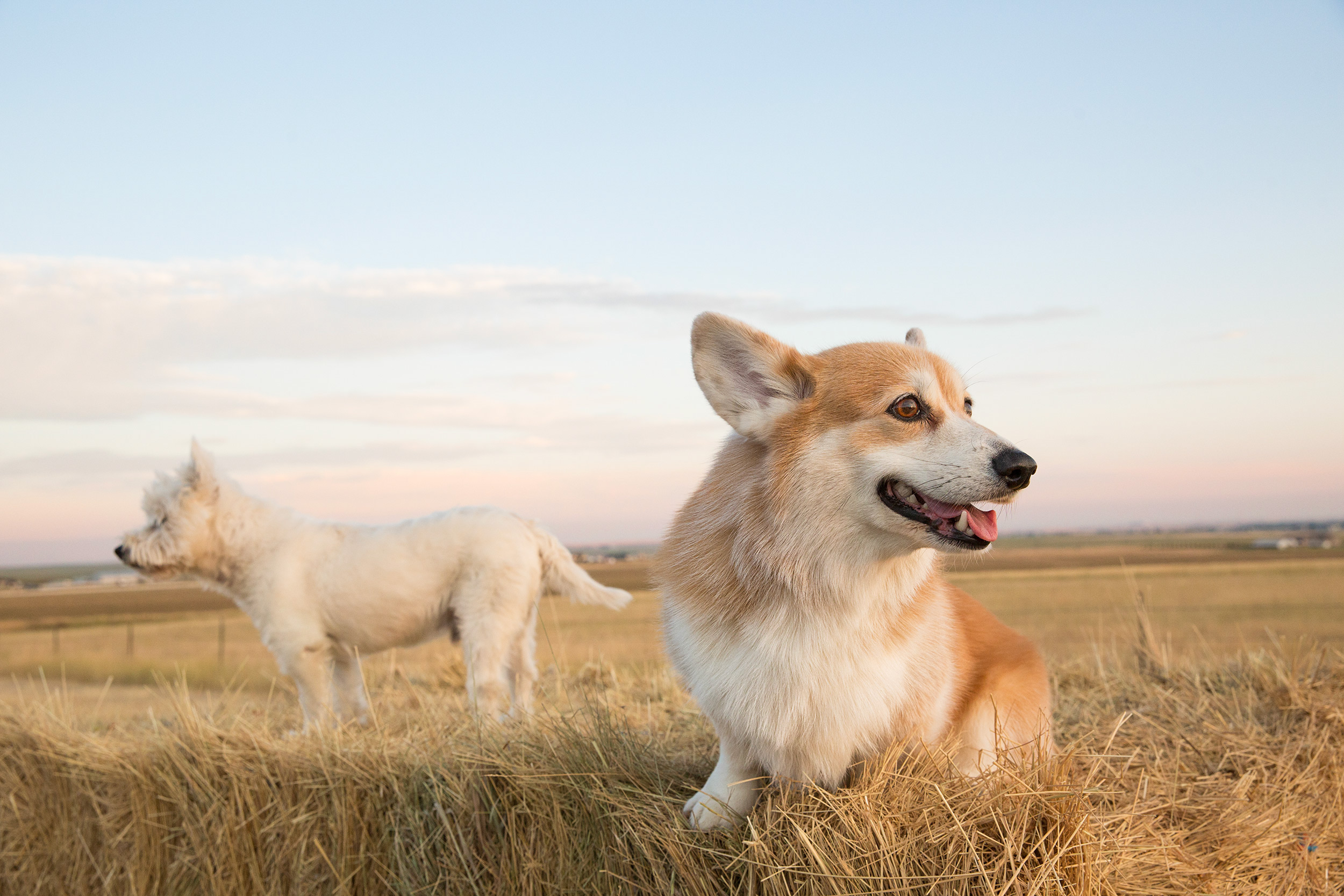 Portrait of Corgi and Terrier on a hay bale. 