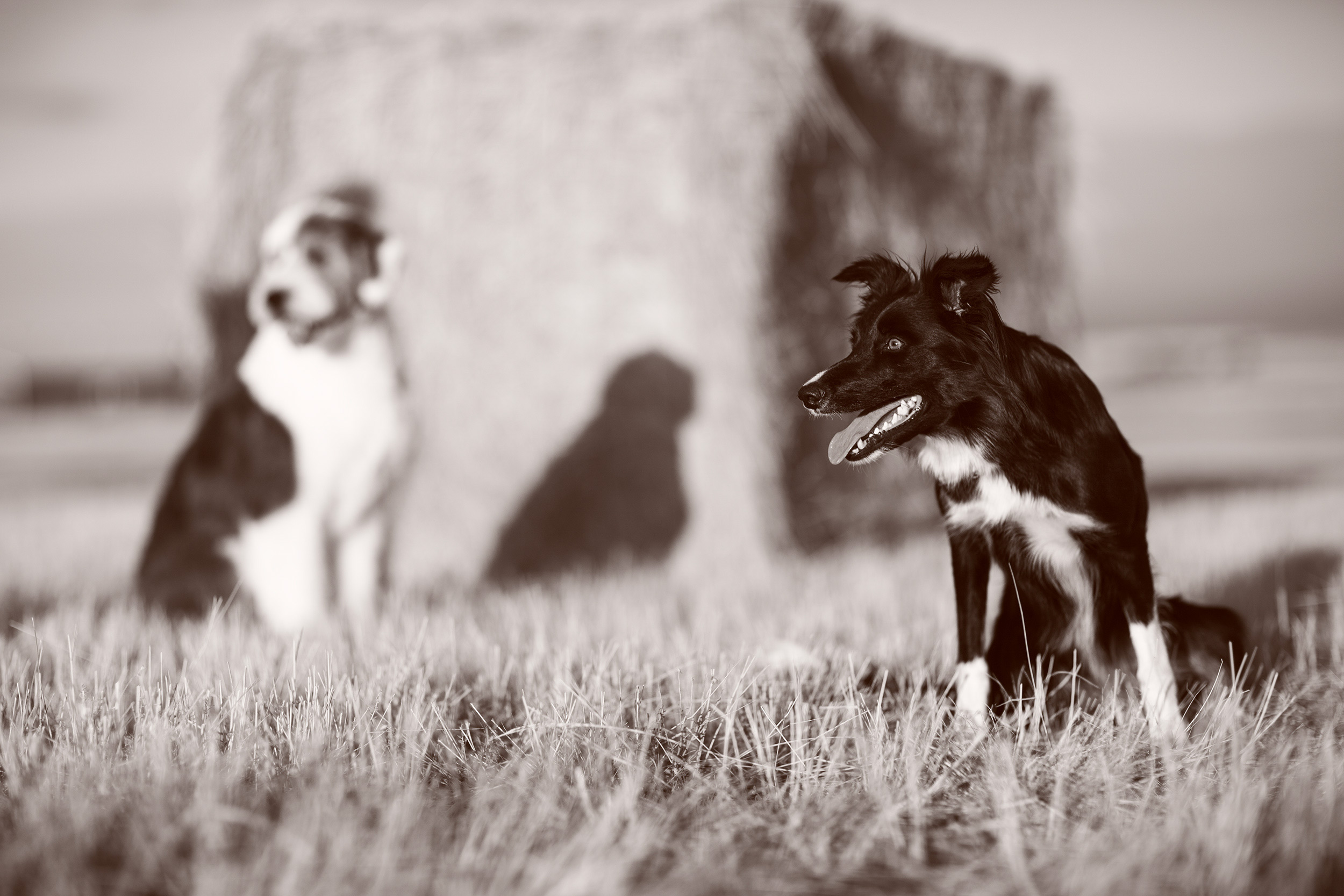 Border Collie and Old English Sheep dog in a field with hay bale. 