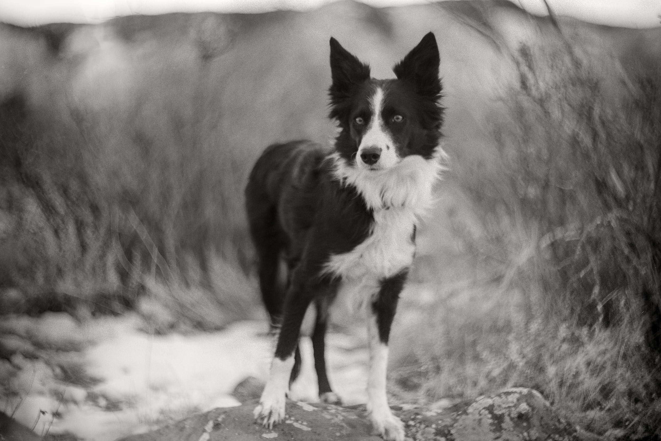 Black and white portrait of a border collie standing in field. 