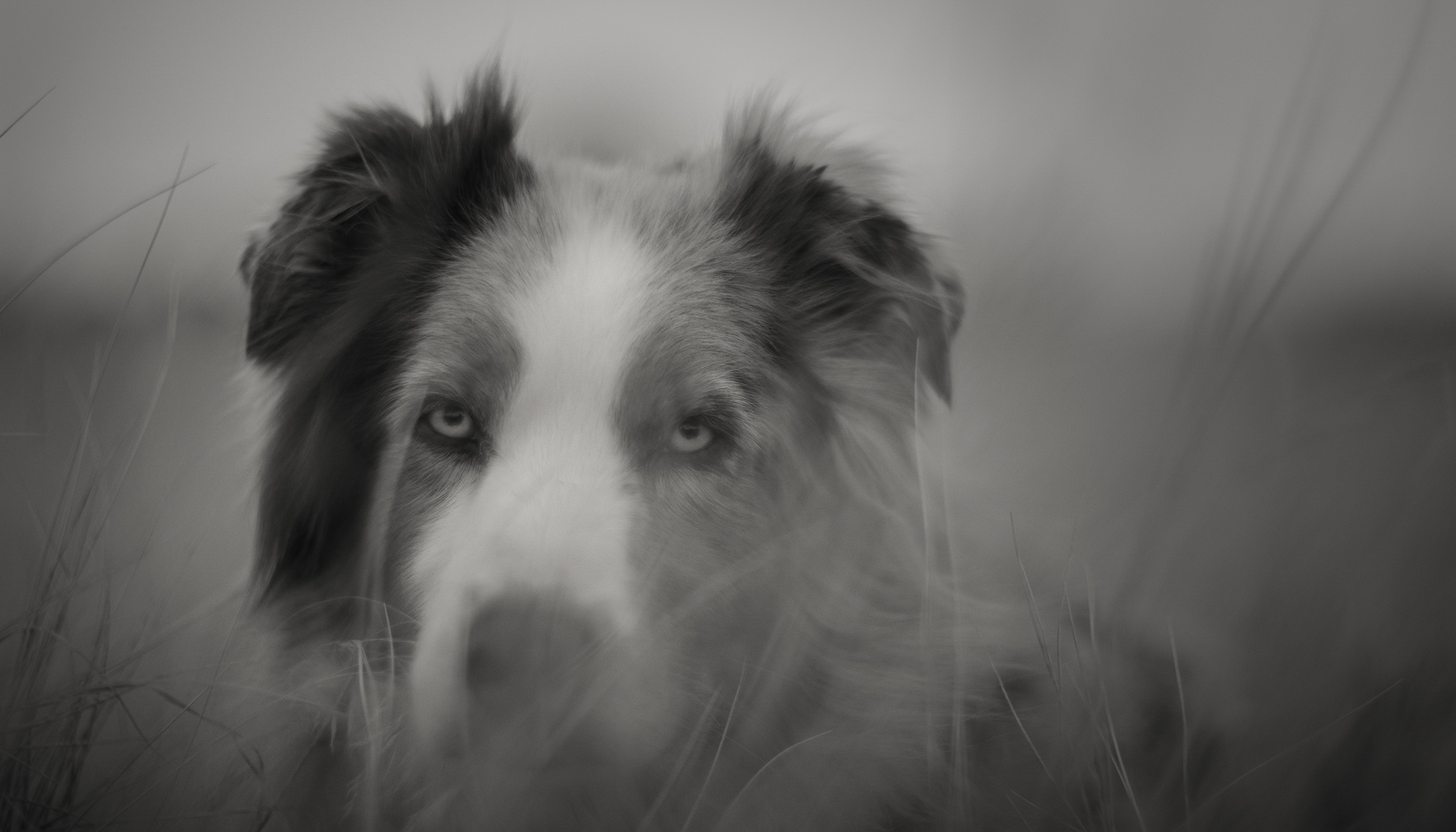 Livestock and agriculture photography dogs working Australian shepherd