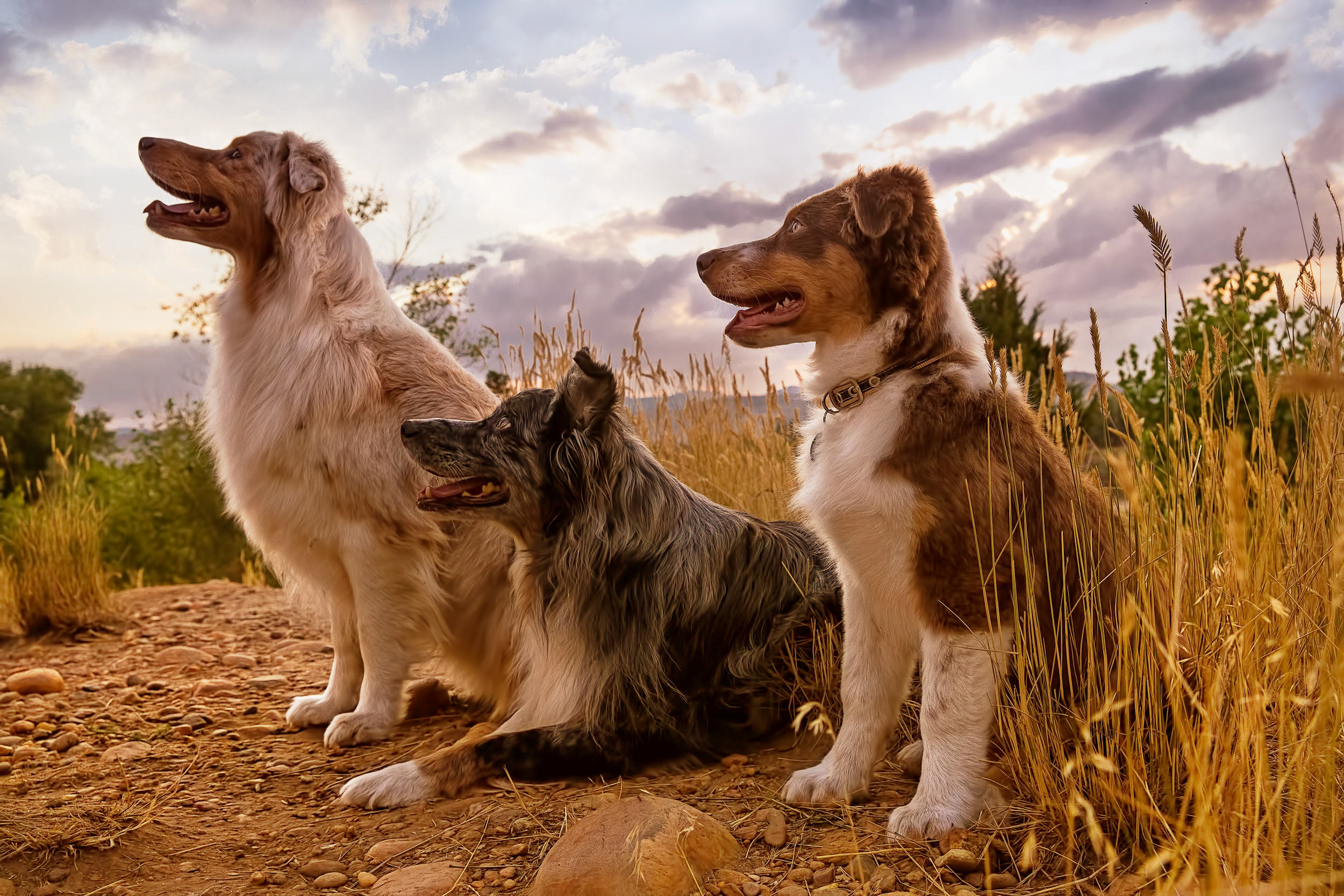 Australian Shepherds on either side of border collie sitting in a field profile portrait