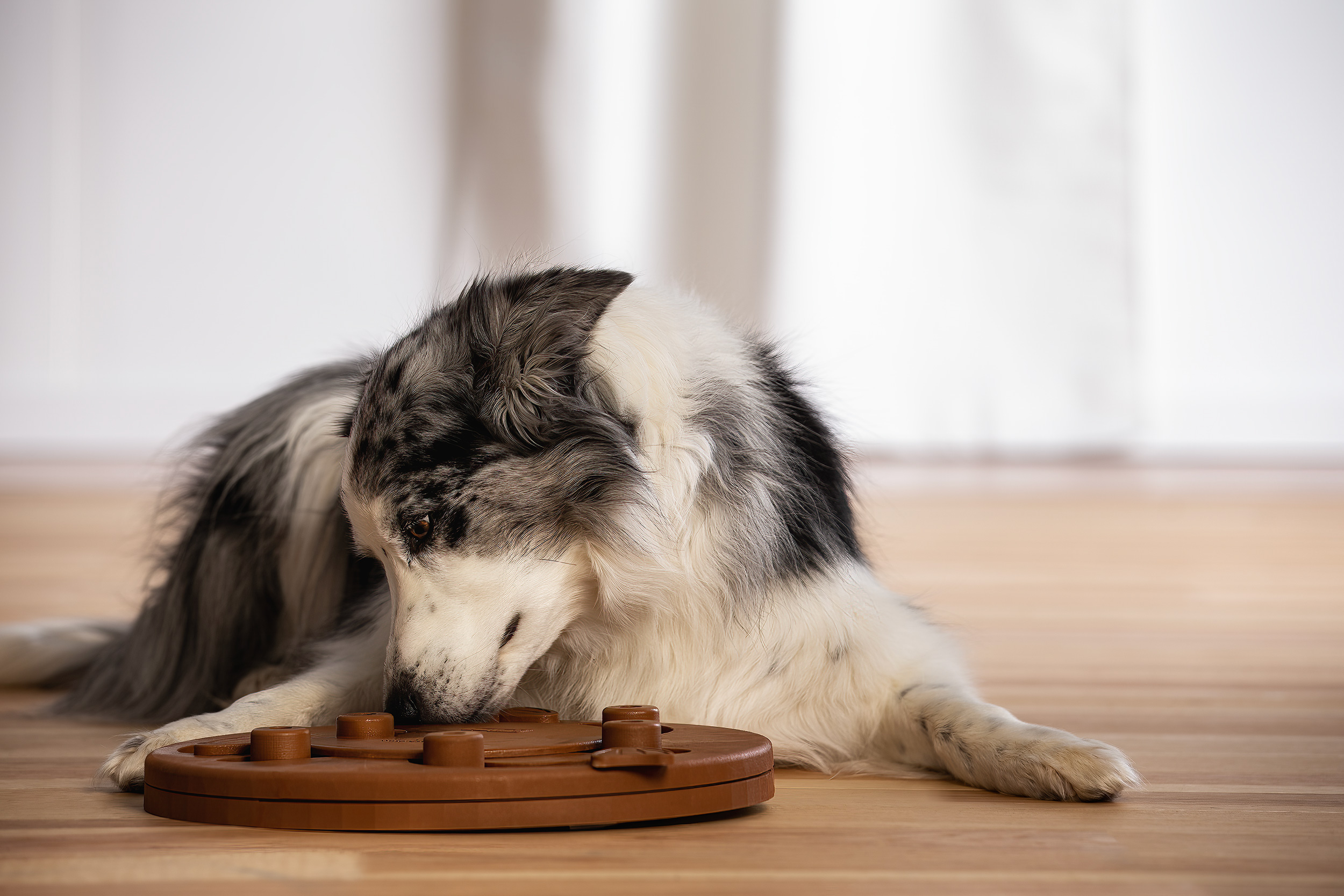 Australian shepherd playing  a canine enrichment game indoors. 