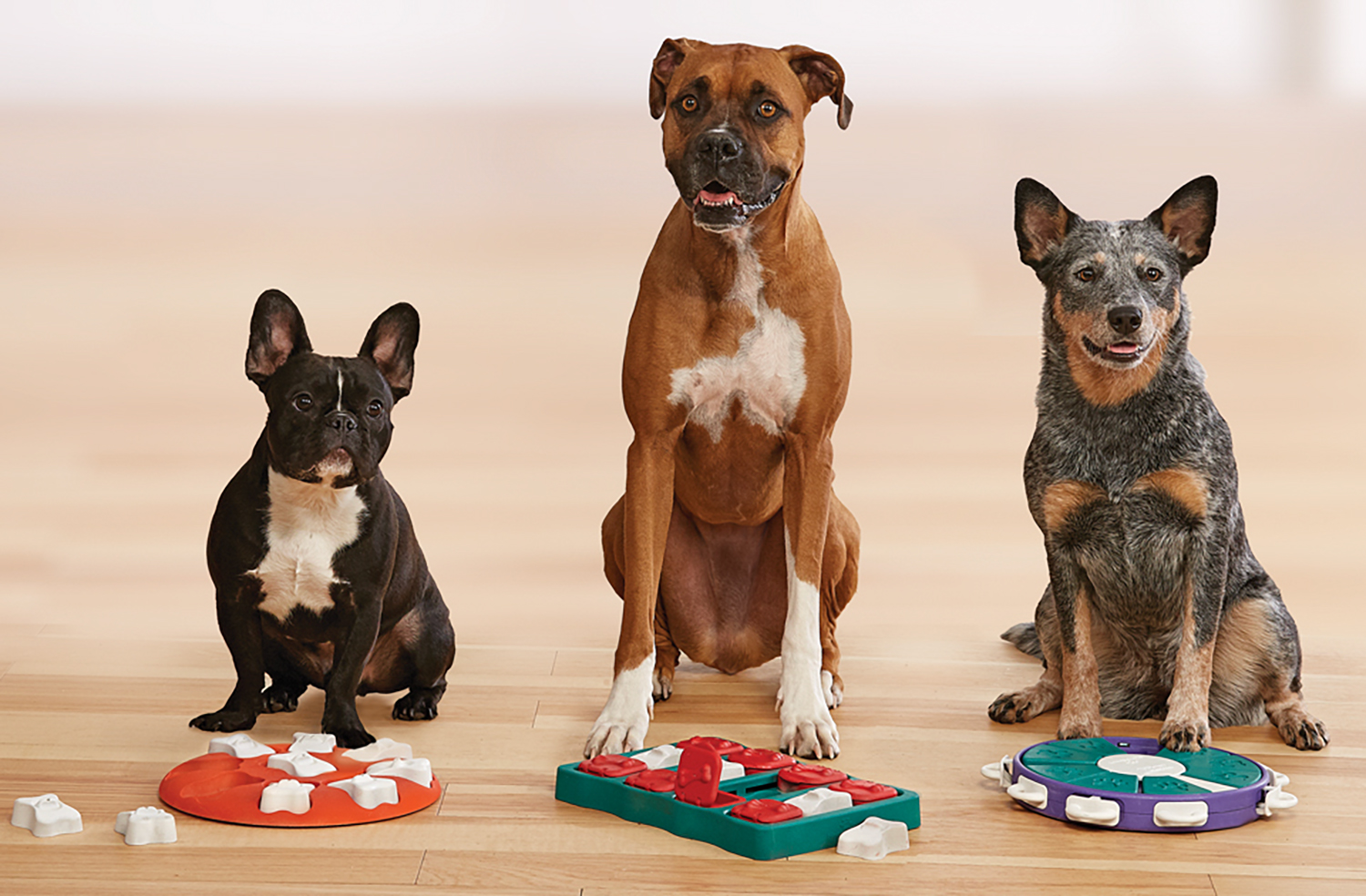 Product and branding dog puzzles, photography, studio