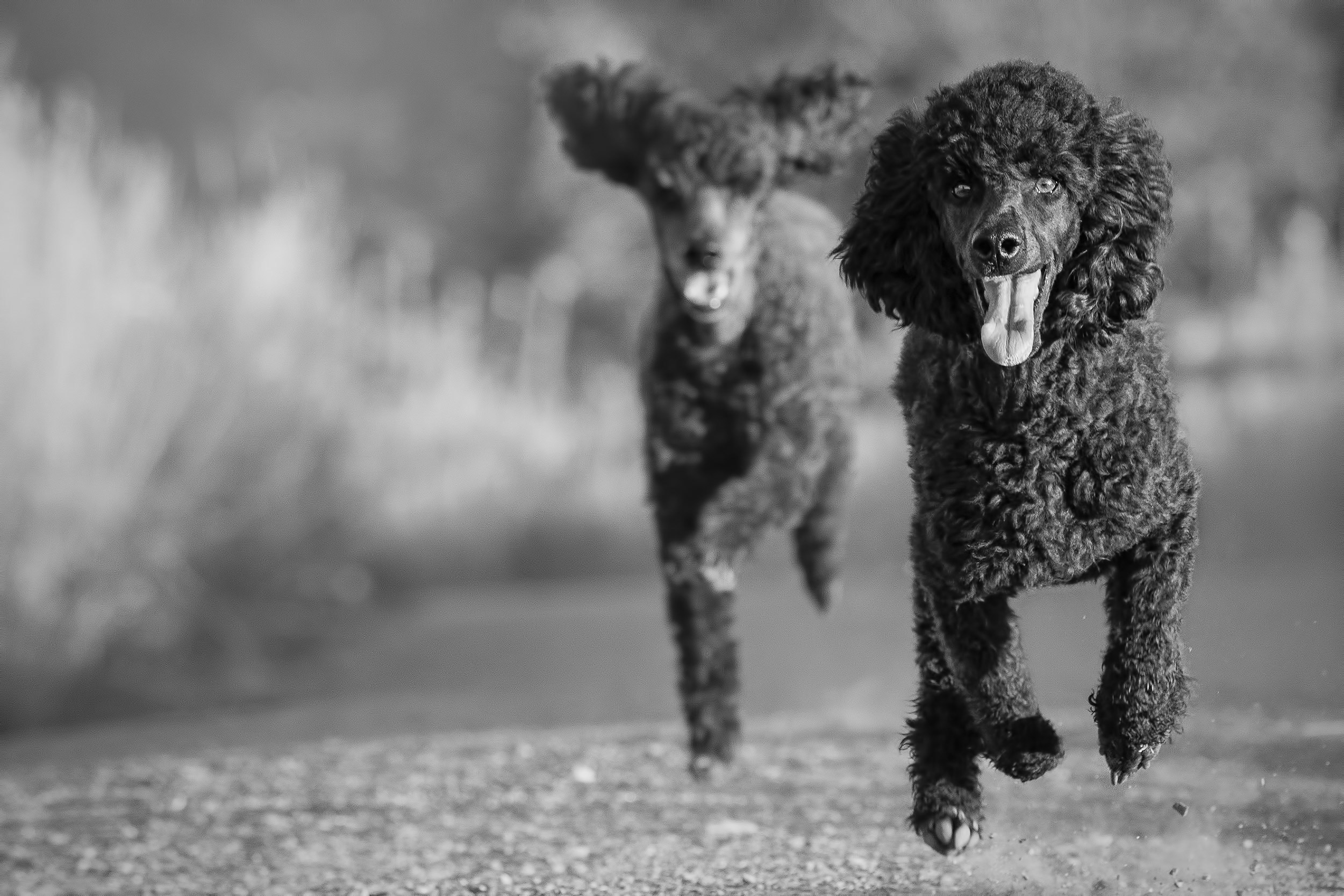 Two miniature poodles running to the camera. 