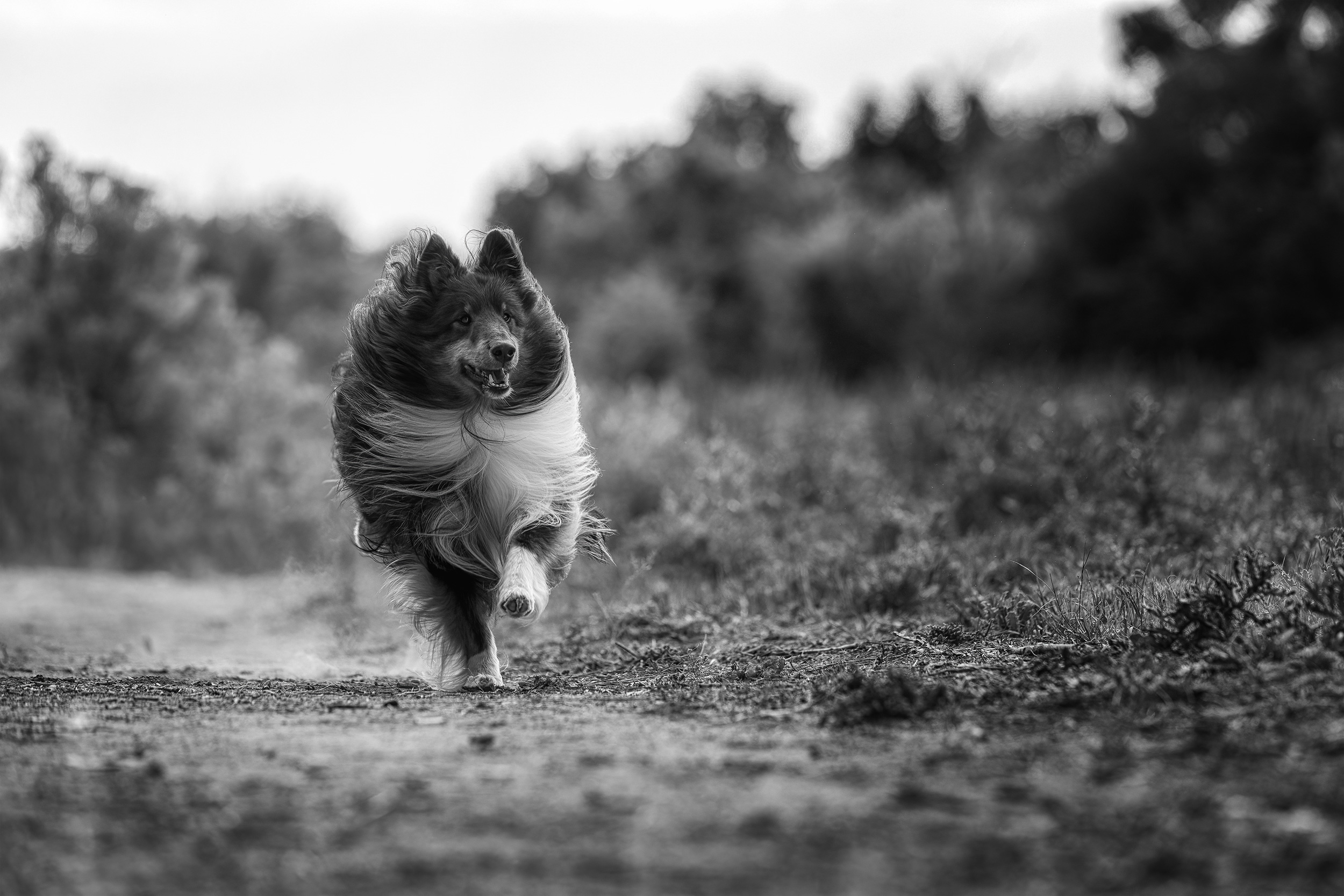 Shetland sheepdog  running towards camera on a dirt path. 