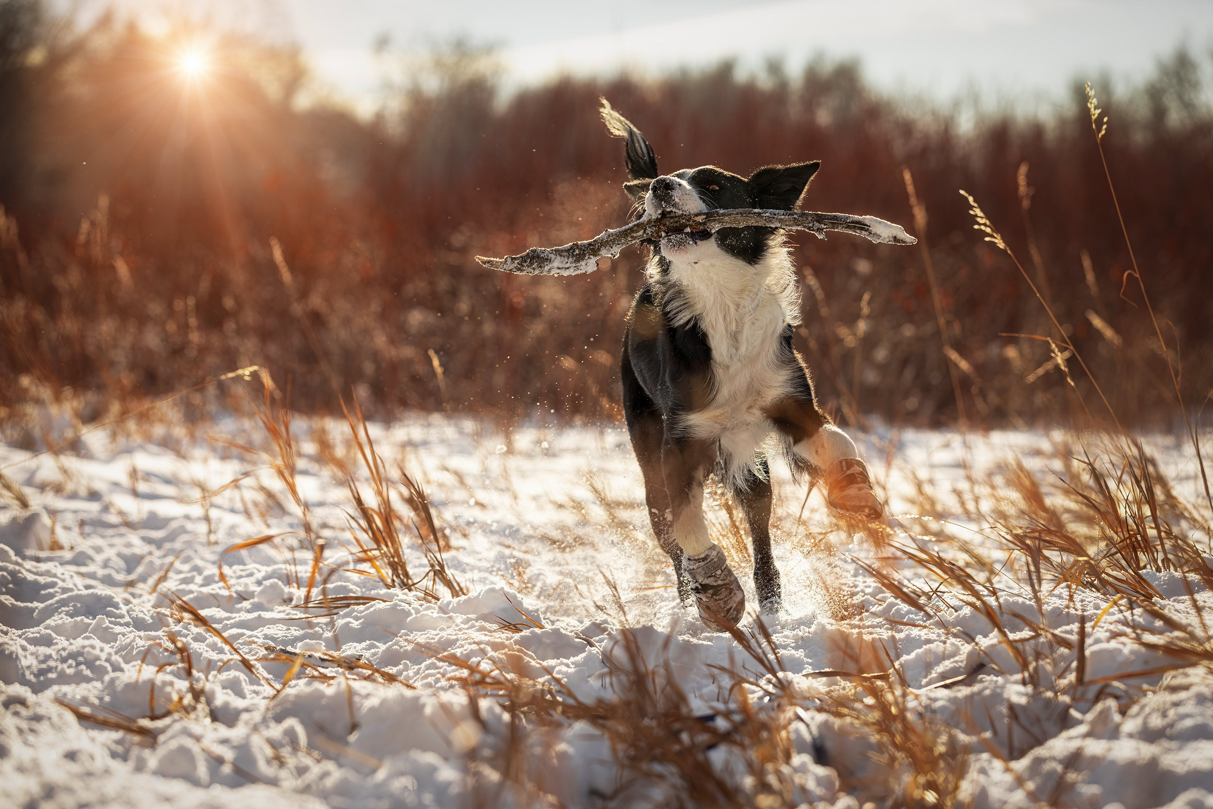 Border collie running with a stick in a snow covered field with boots on. 