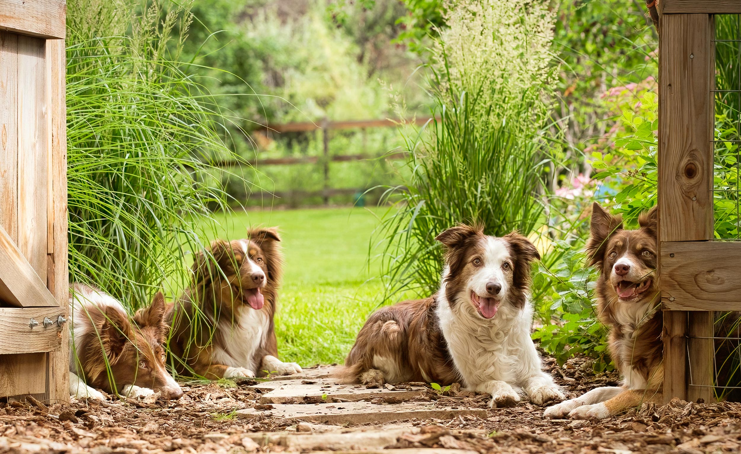 Border Collies with one Australian shepherd sitting by a gate