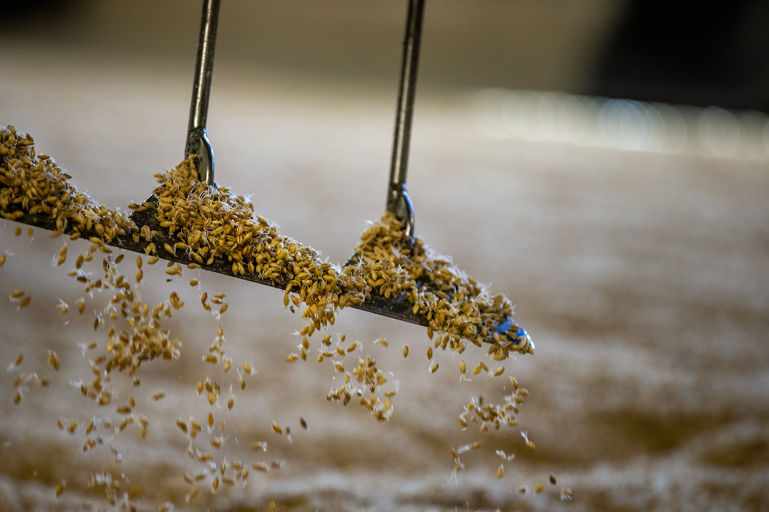 Turning grain for distilling whiskey for Distilled Magazine