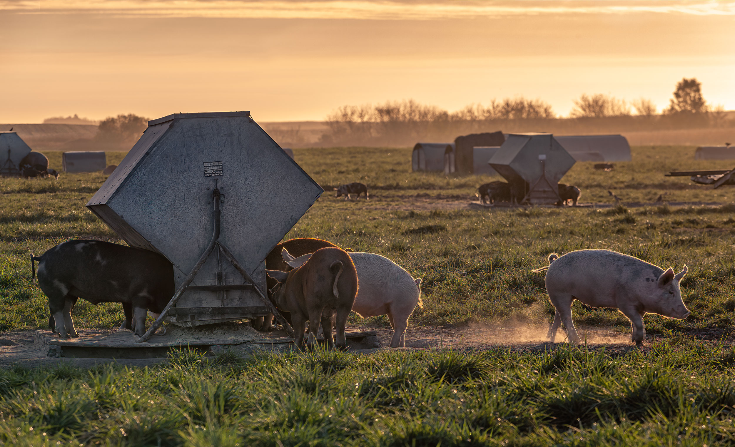Free range piglets enjoying the sunrise on an organic farm. Agriculture Photography