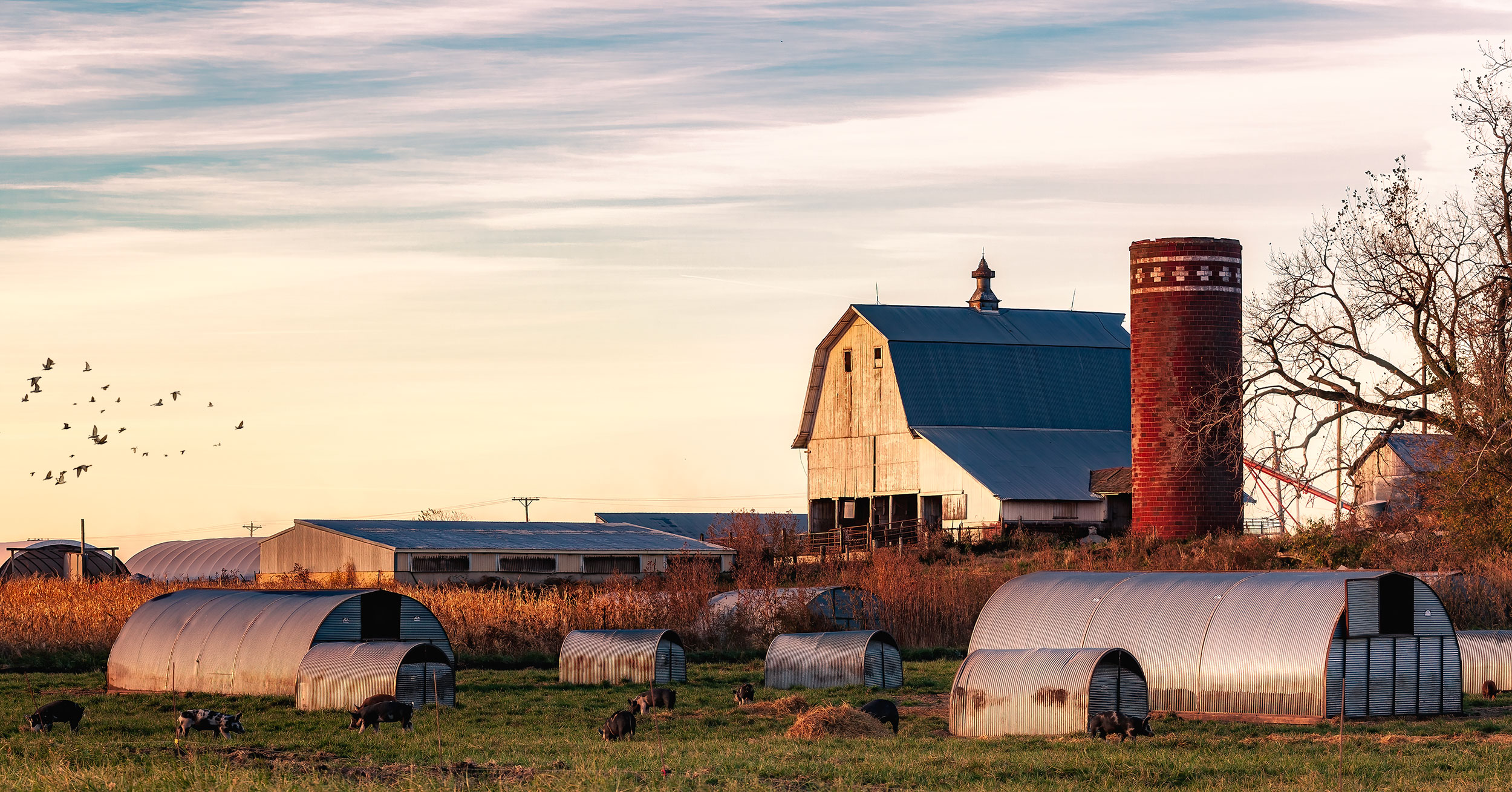 Organic free range pigs and their huts in front of a beautiful vintage barn at sunrise. 