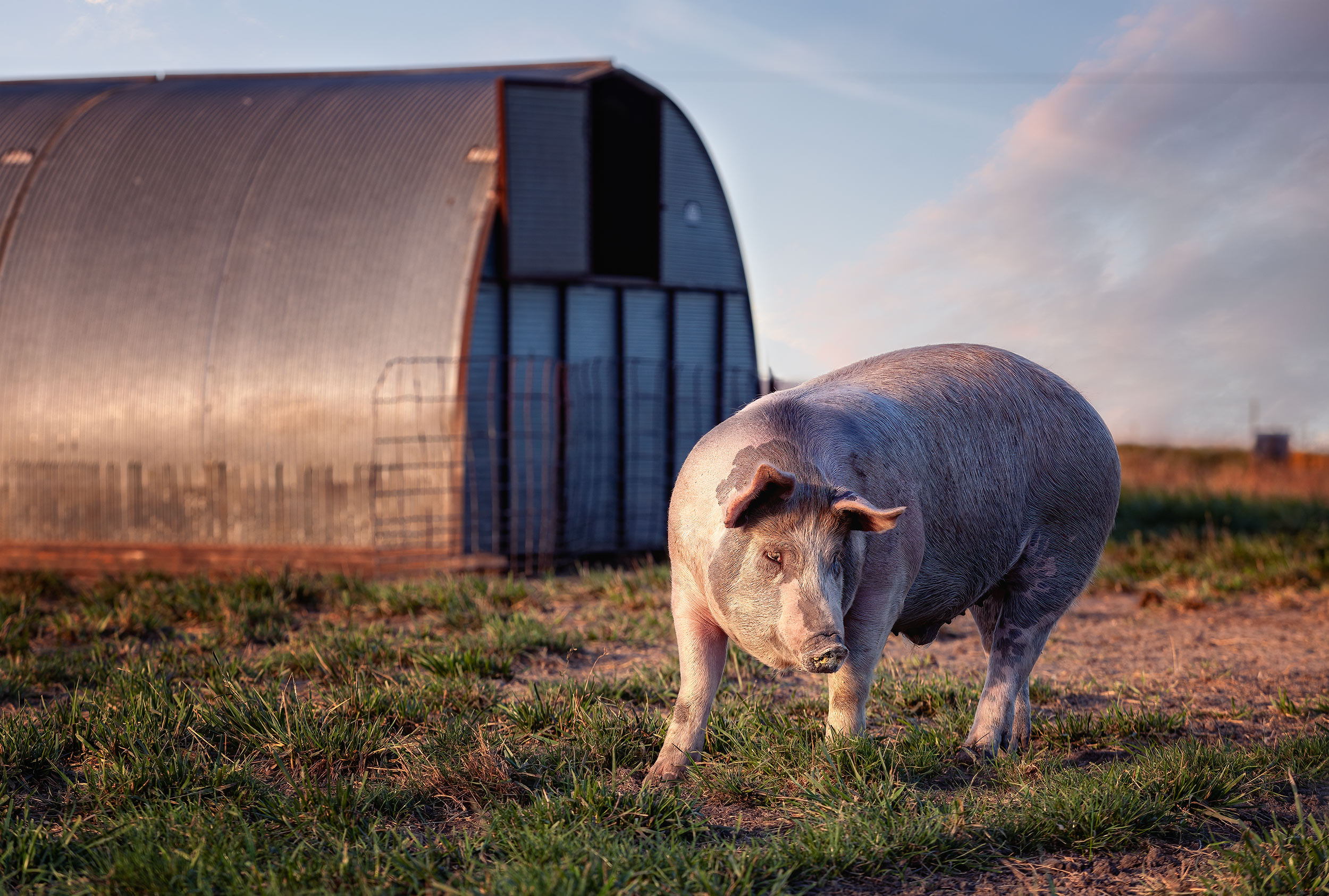 Free range sow posing in front of her hut. Agriculture Photography