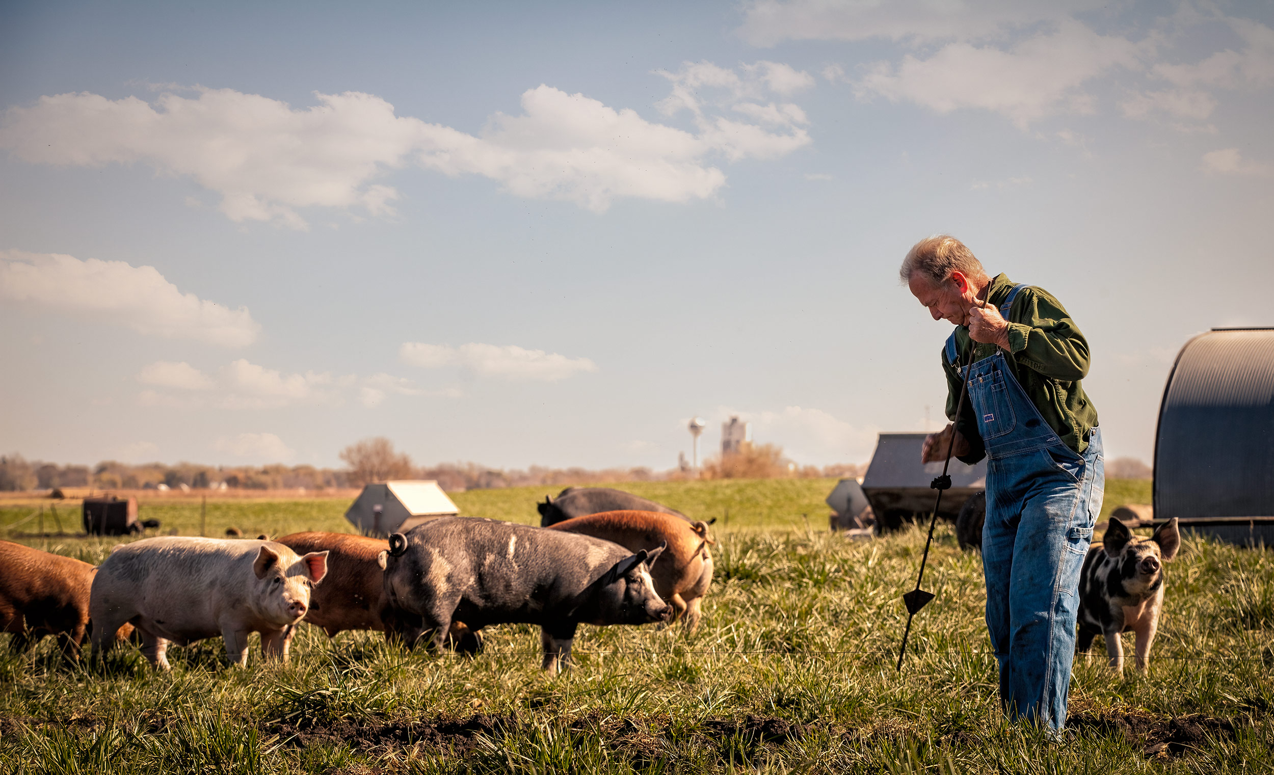 Organic pig farmer working with his livestock. Livestock and agriculture photography