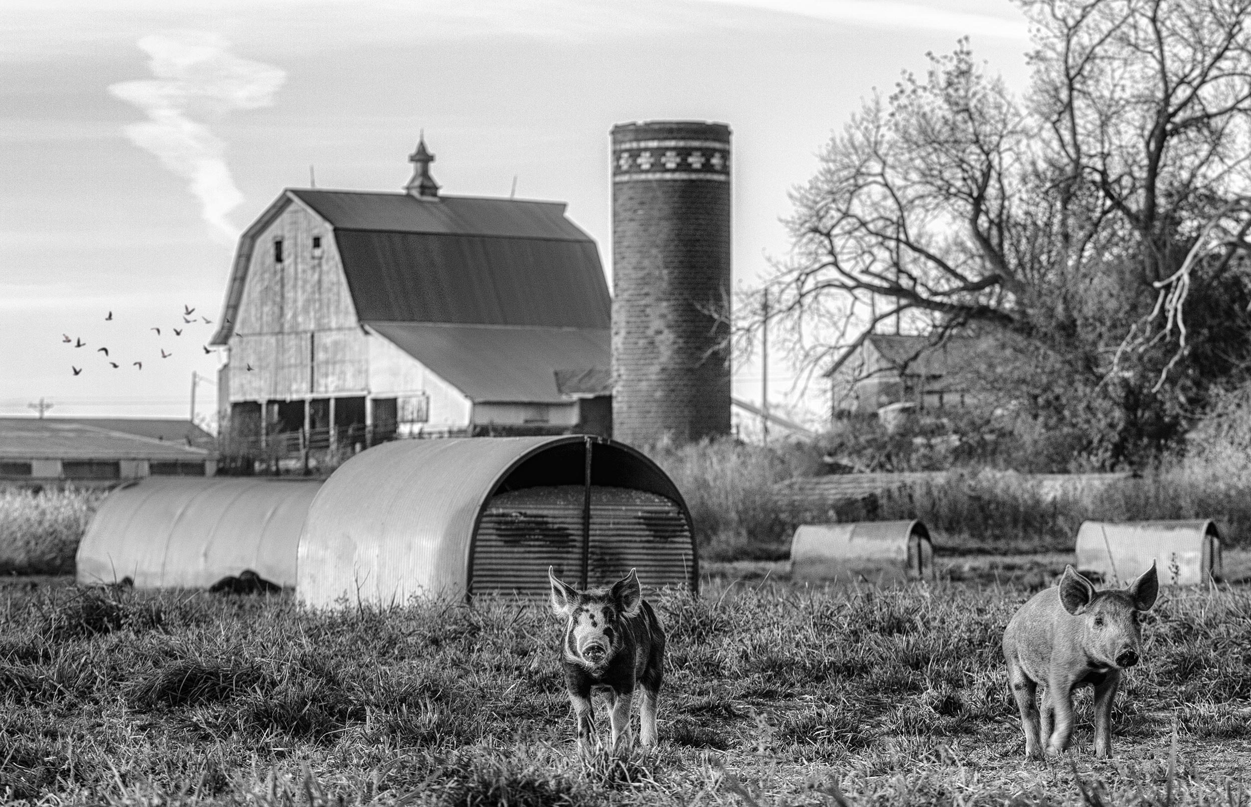 Free range organic pigs and piglets enjoying their morning on the farm. Livestock and agriculture photography