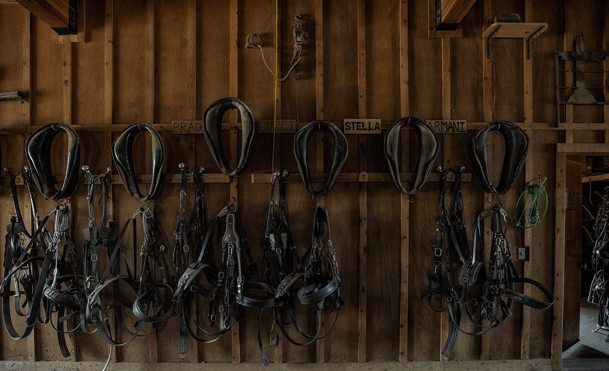 Tack for working horses hanging in a barn. Livestock and agriculture photography