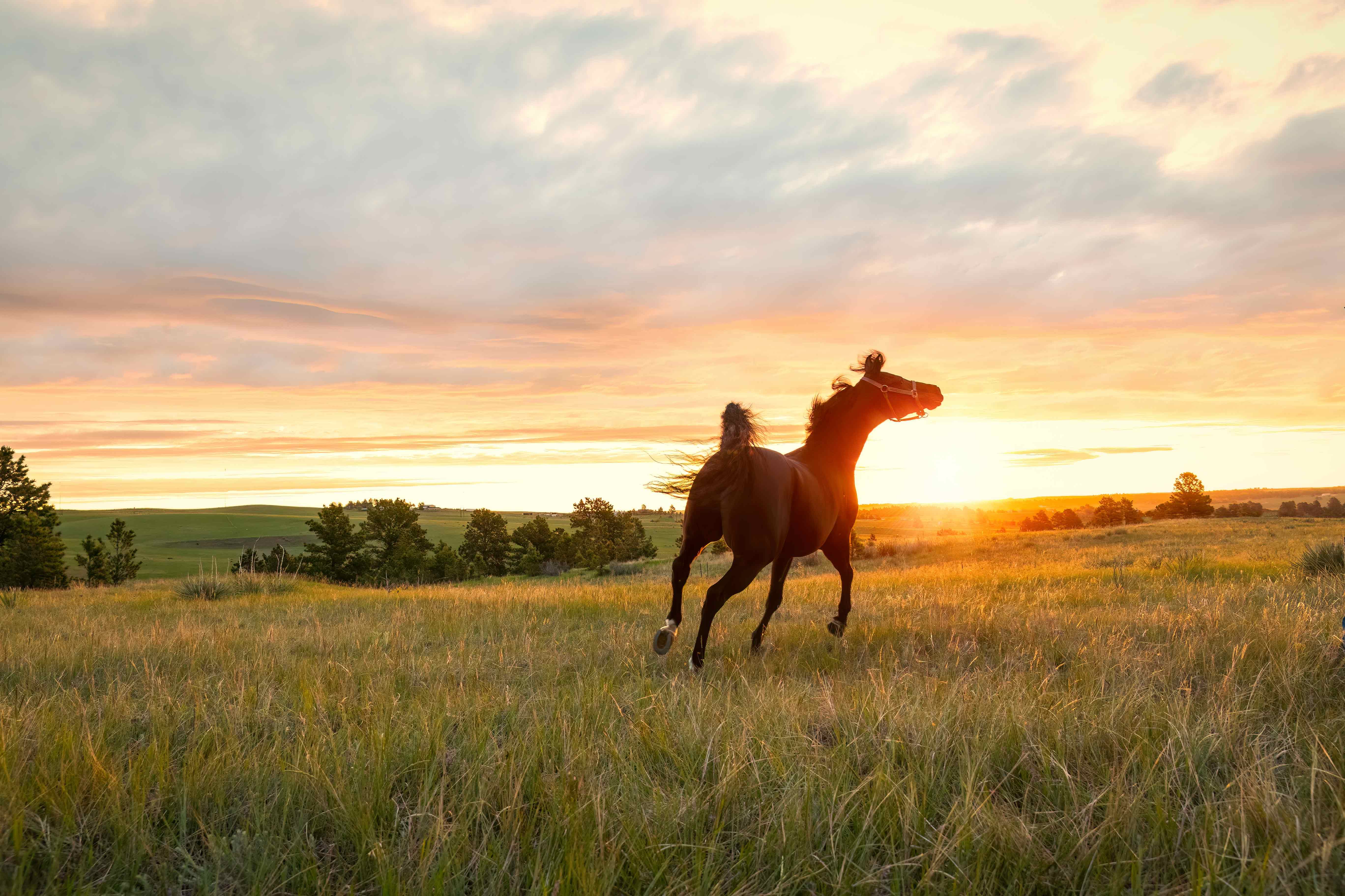 Arabian horse running freely at sunrise in a green pasture. Livestock and agriculture photography 