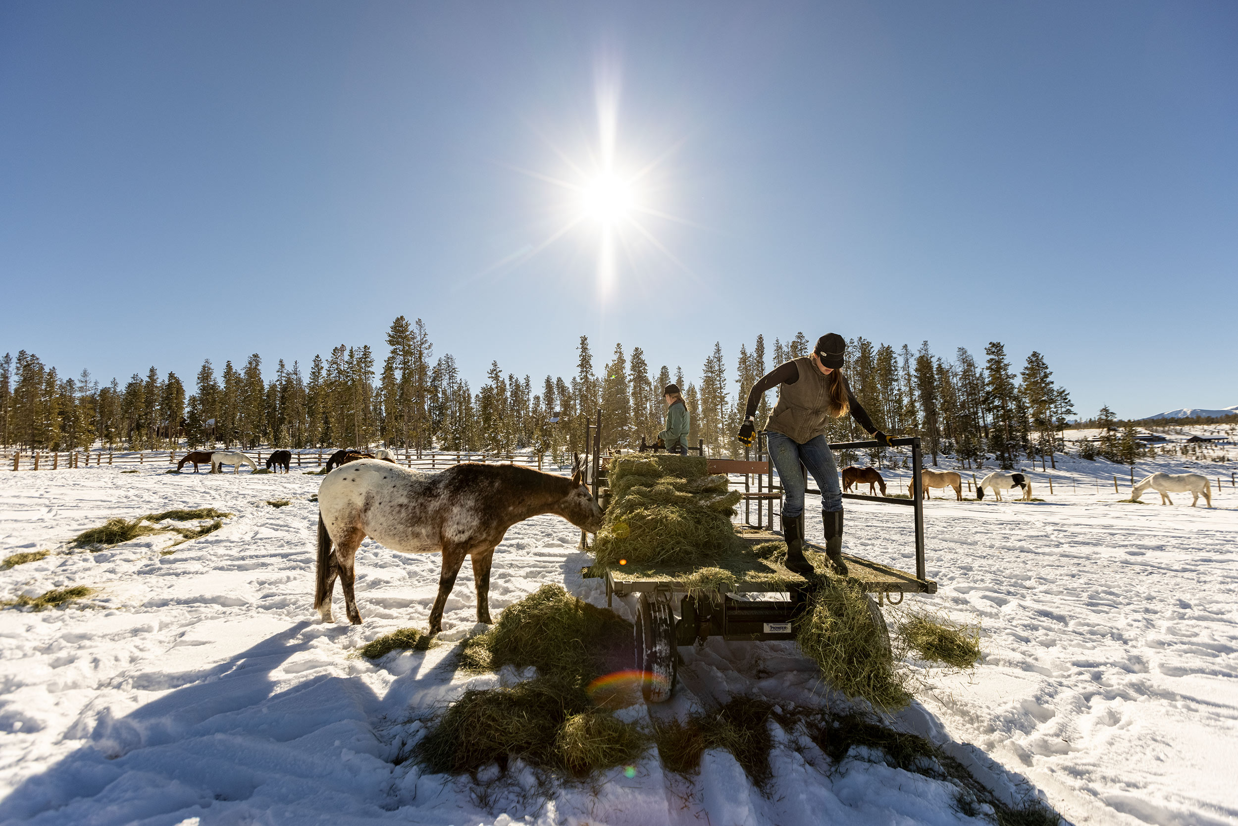 Cowgirl feeding horses hay by wagon in snow packed pasture. Livestock and agriculture photography
