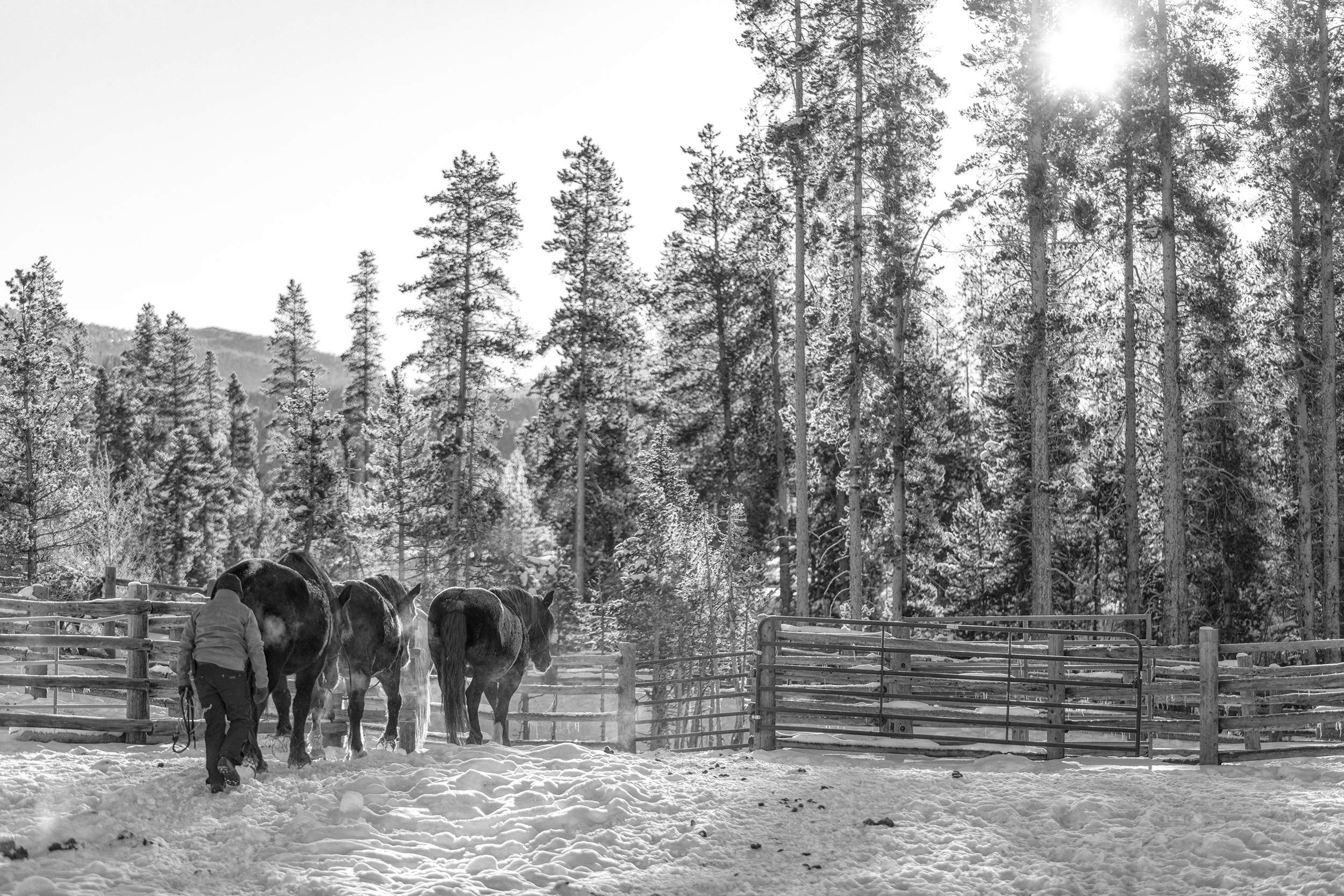 Morning round up of horses for feeding. Livestock and agriculture photography