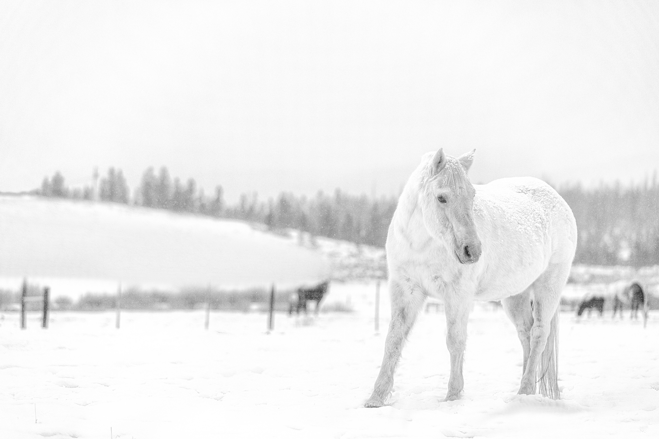 Black and white image of a white horse standing in a snow covered pasture. Livestock and agriculture photography