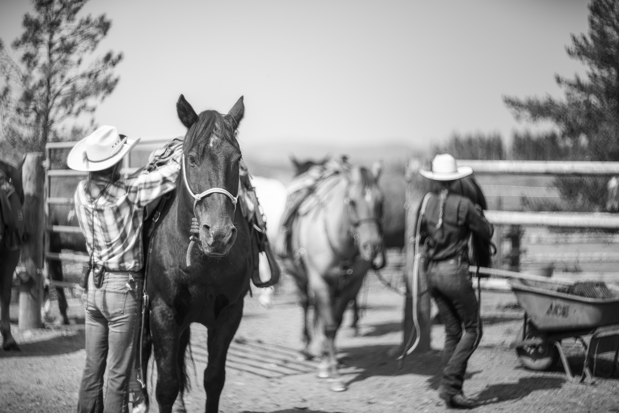 Black and white image of cowgirls feeding grain before a ride in the round pen. Livestock and agriculture photography
