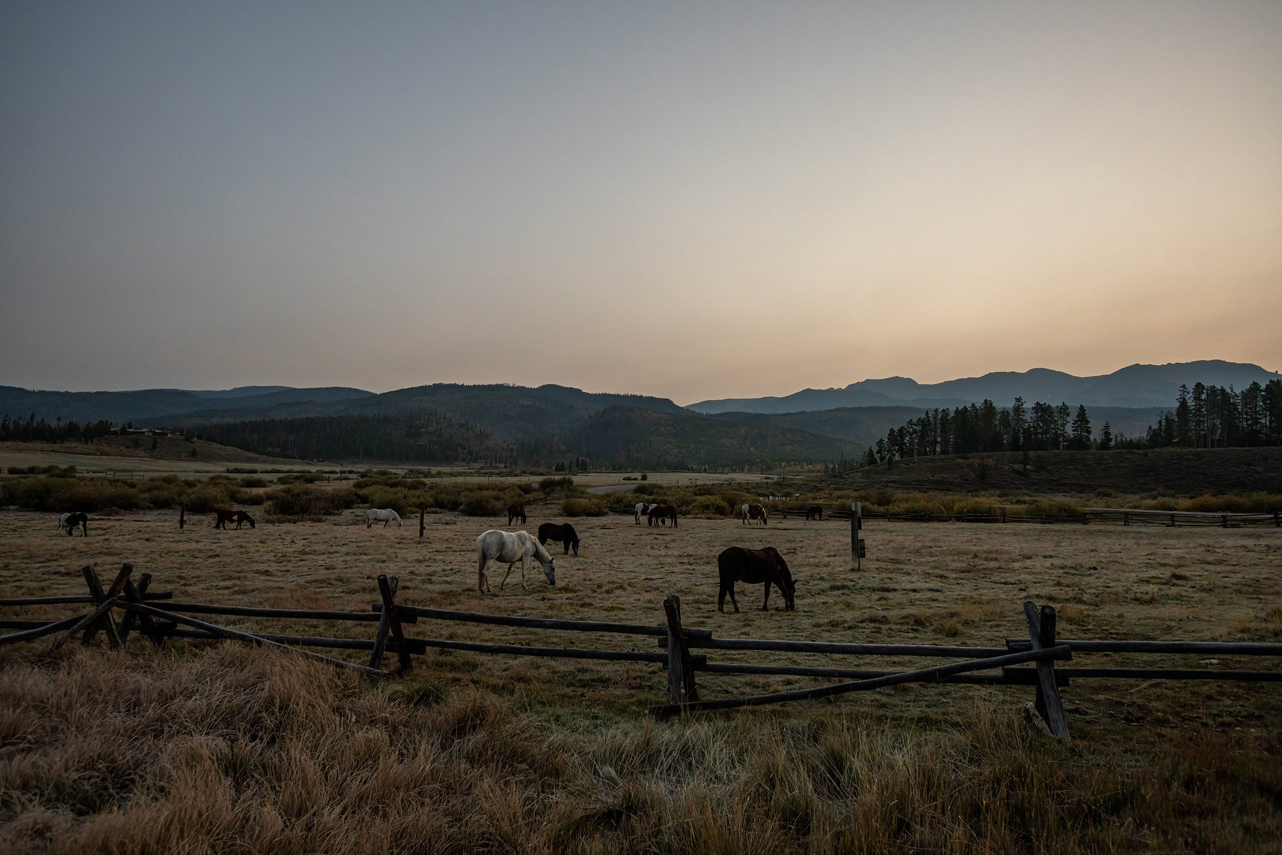 Agriculture Photography horses in pasture at dusk