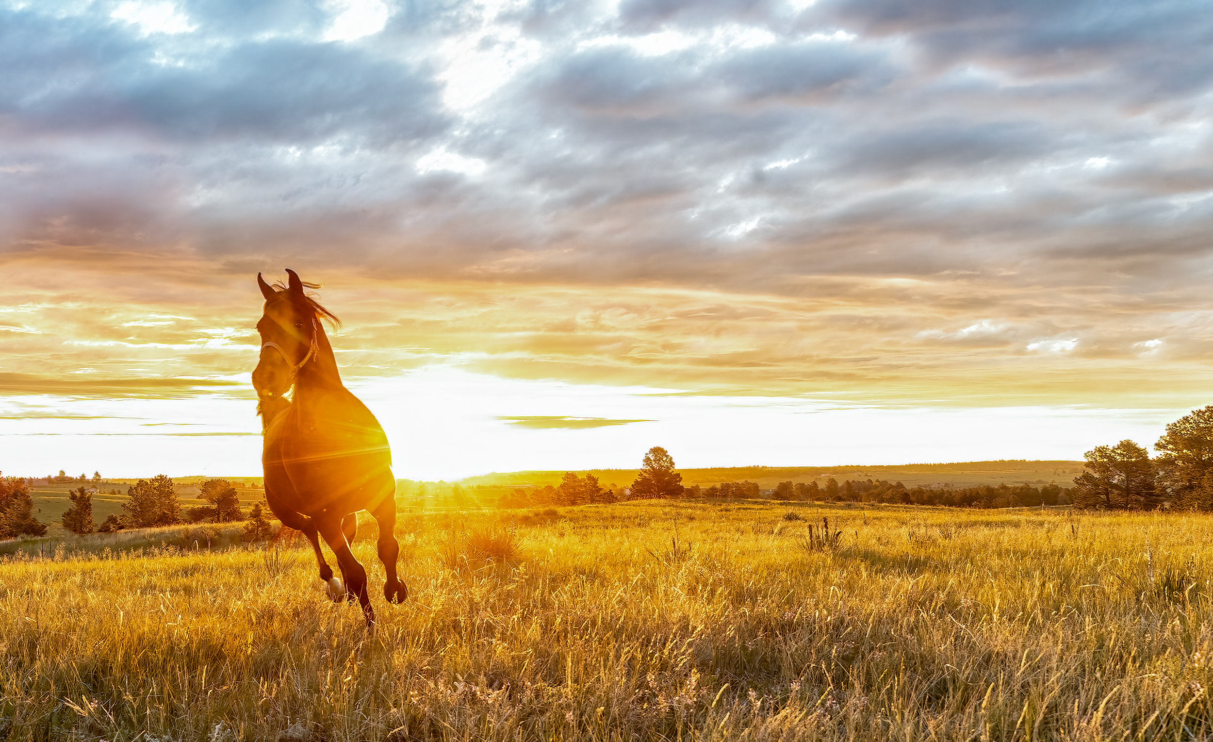 Livestock and agriculture photography Arabian horse in sunrise