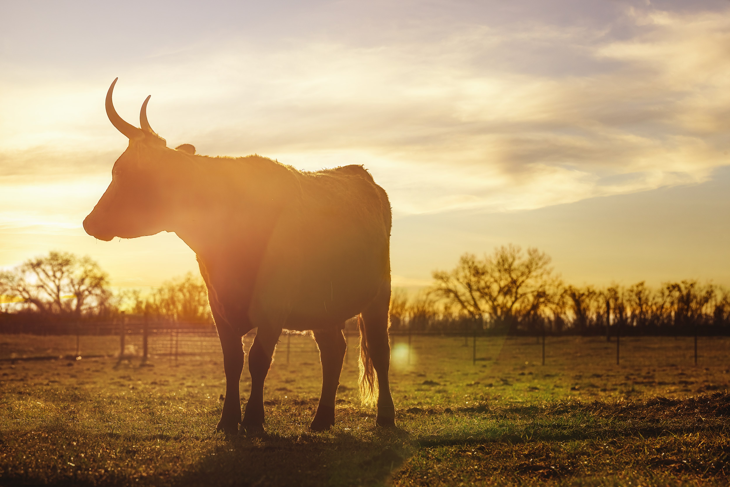 Cow with big horns in a pasture with flaring sun. Black and white image of cowgirls feeding grain before a ride in the round pen. Livestock and agriculture photography