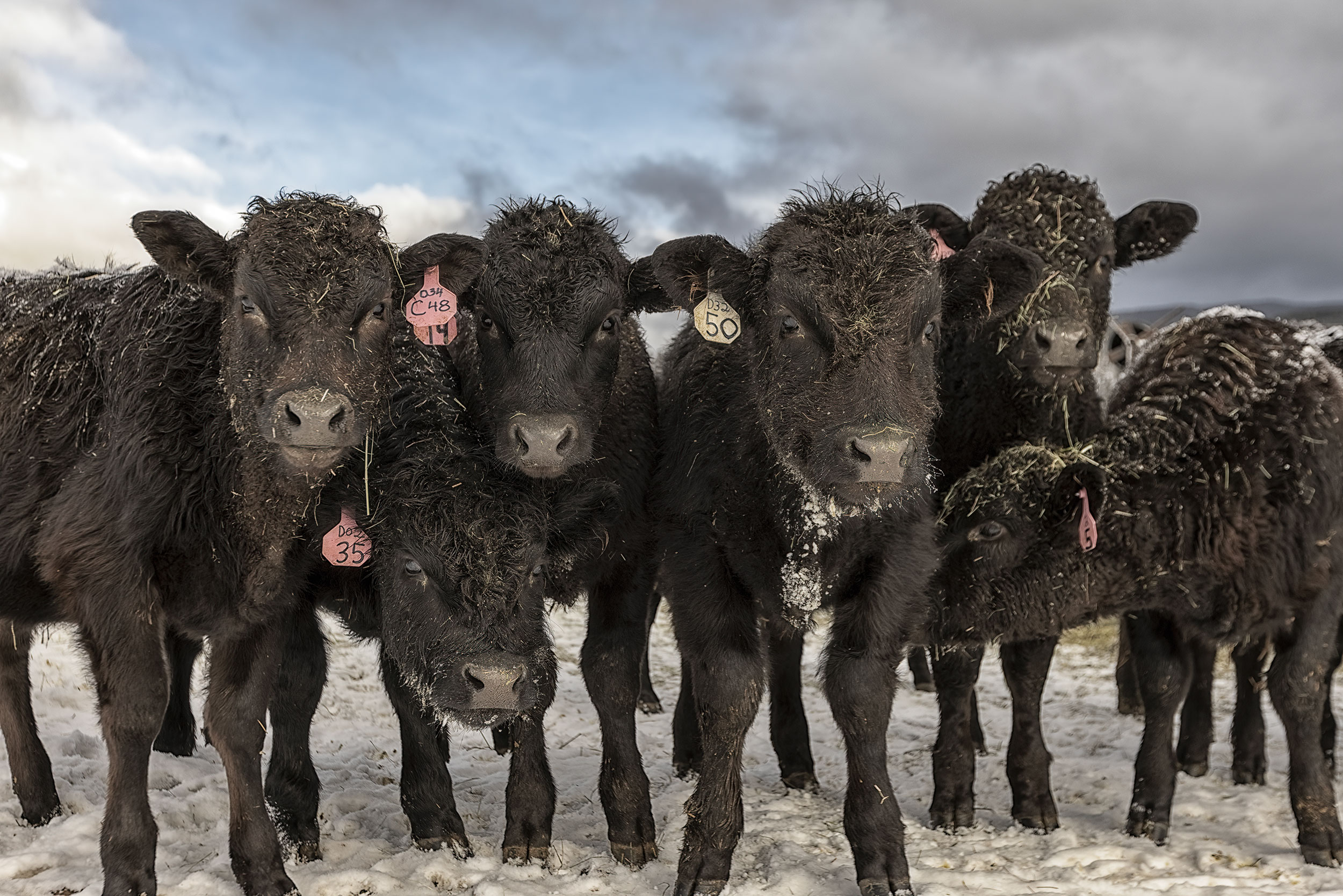 Agriculture Photography calves looking at camera in snow packed field