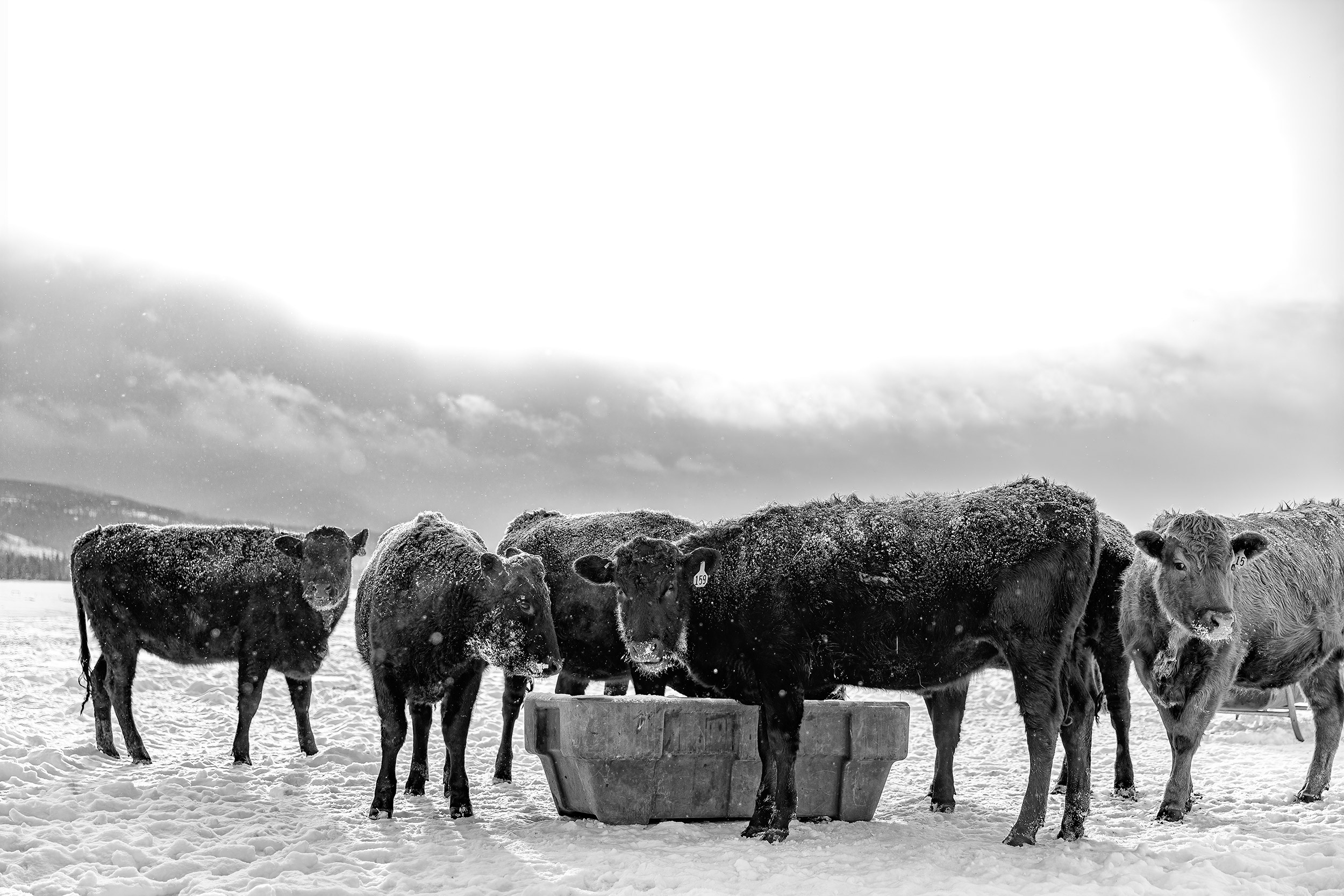 Black and white image of Black Angus  cows eating in snow packed field.Black and white image of cowgirls feeding grain before a ride in the round pen. Livestock and agriculture photography