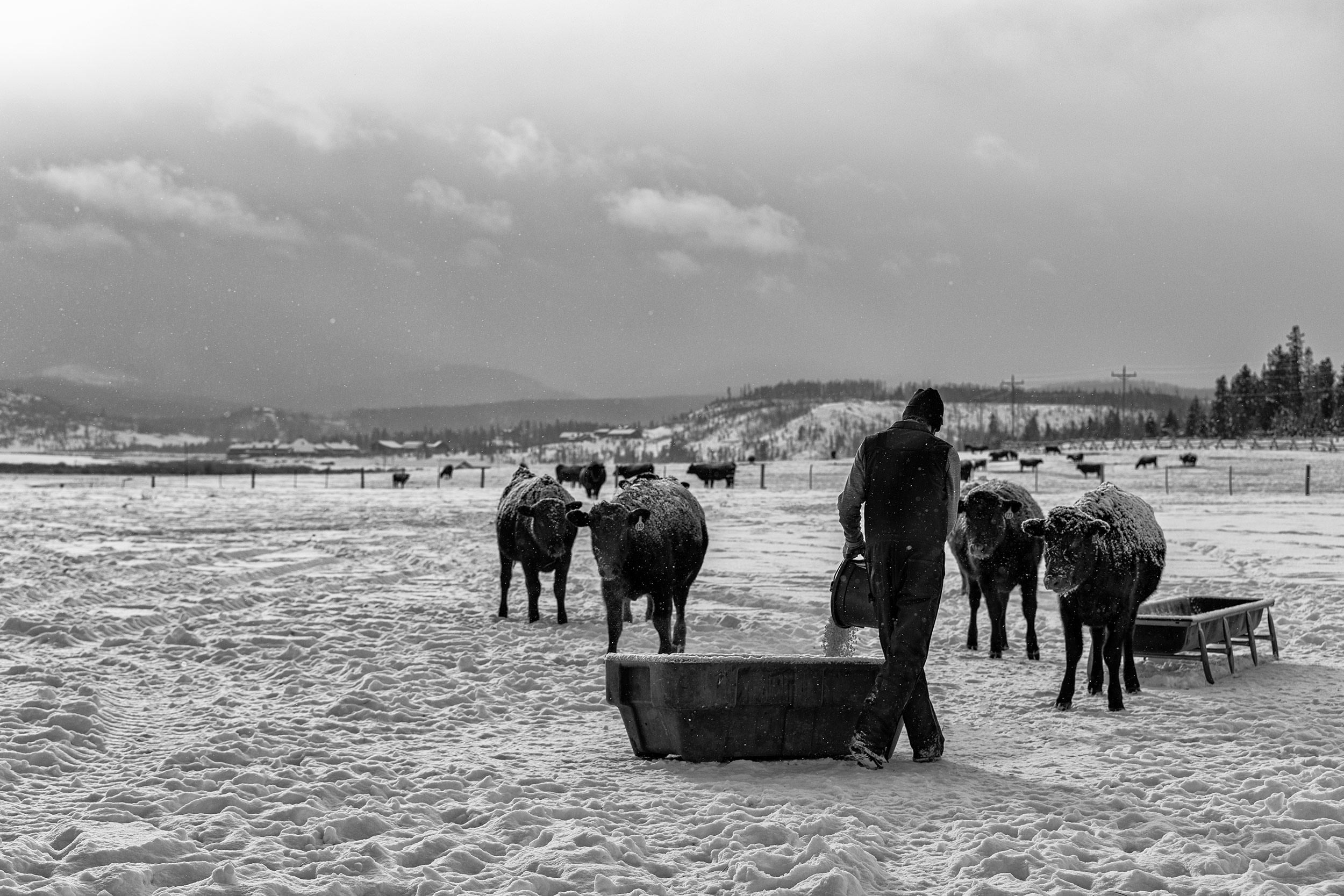Black and white image of a ranch hand feeding black angus cows in a snow packed pasture. Black and white image of cowgirls feeding grain before a ride in the round pen. Livestock and agriculture photography