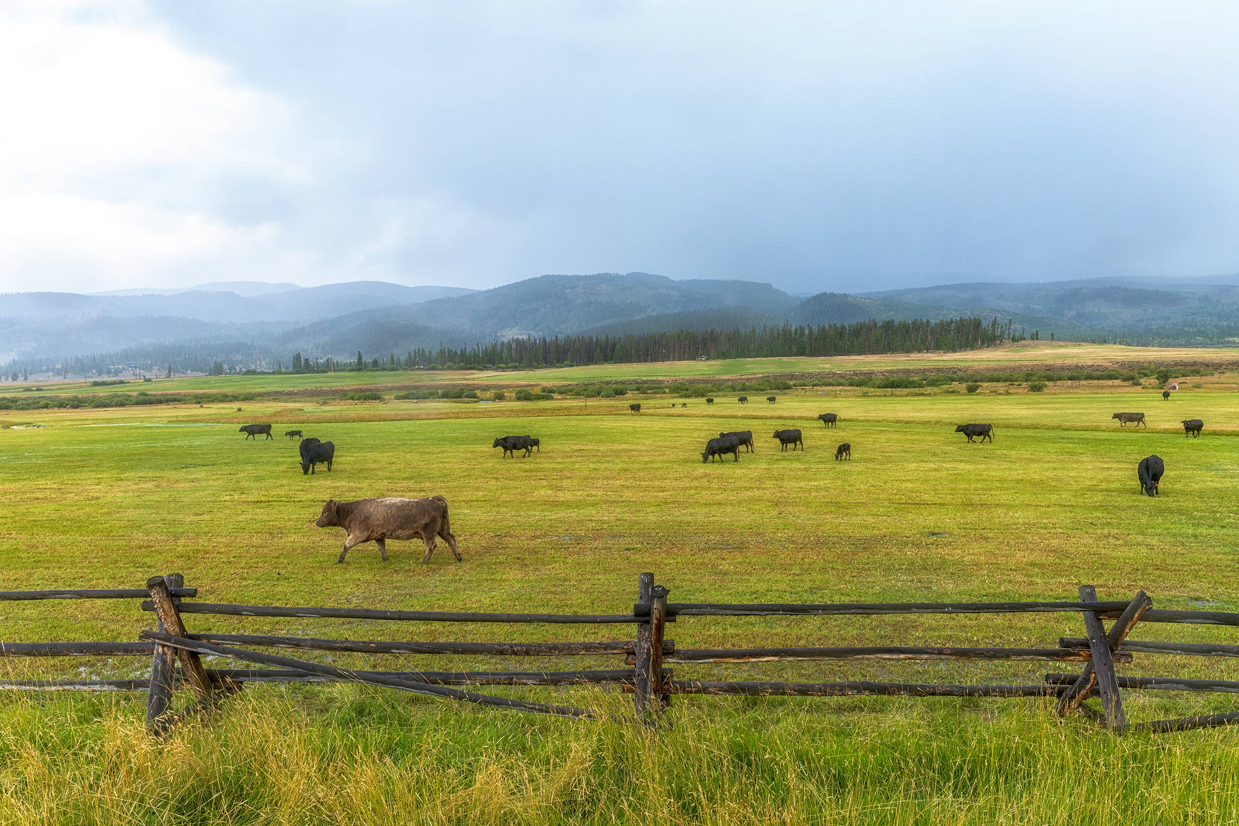 Black Angus cows grazing in a green field with mountains in the back. Black and white image of cowgirls feeding grain before a ride in the round pen. Livestock and agriculture photography