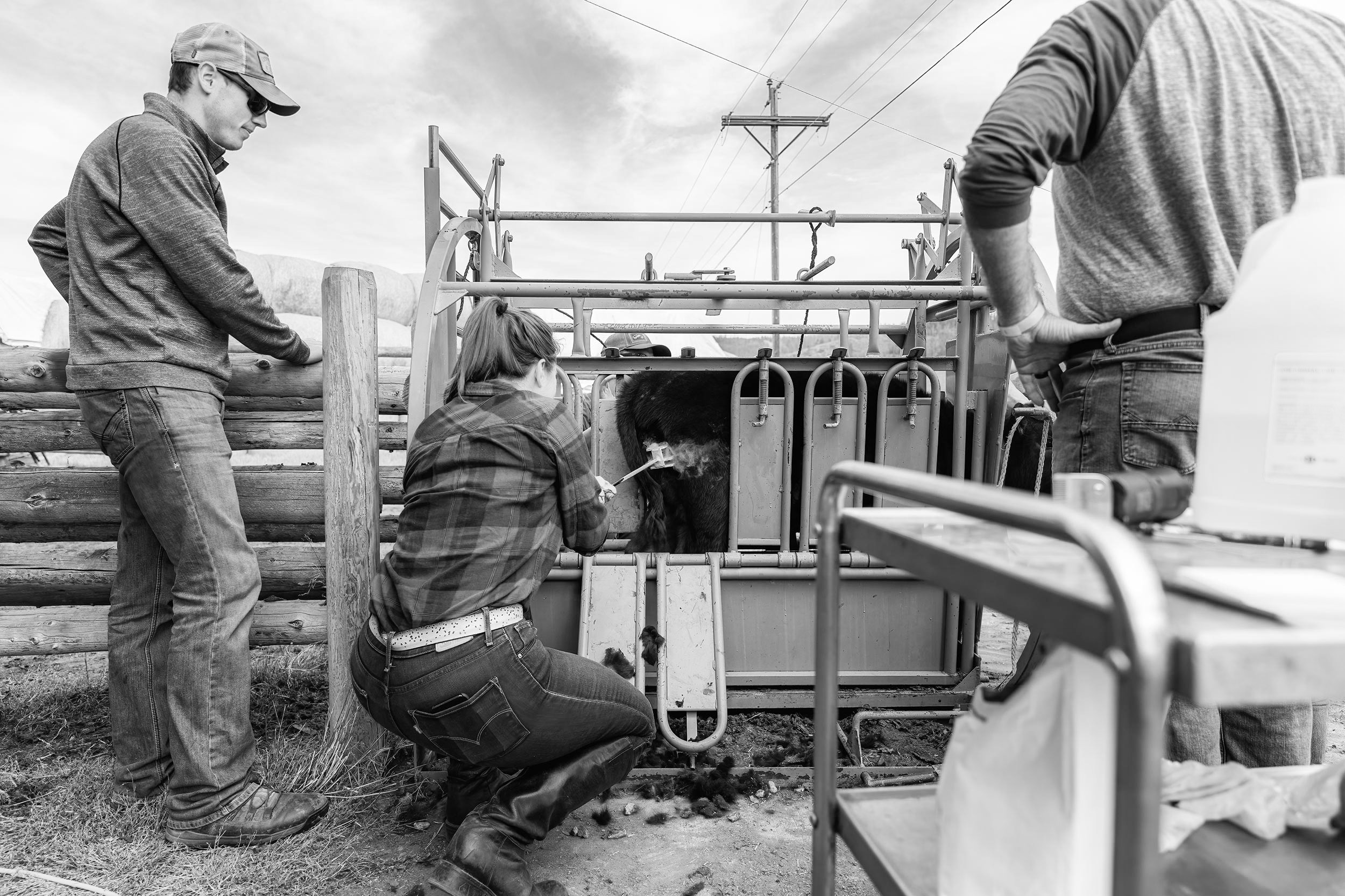 cowgirl cold branding cattle. Livestock photography