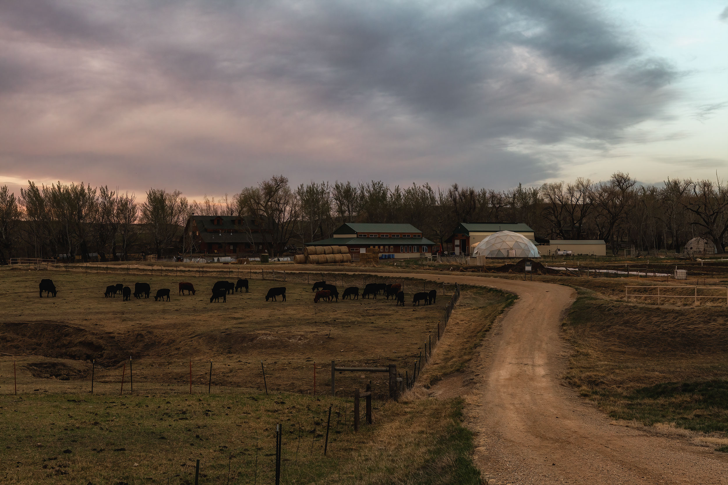 Black angus cows in a field with a cabin in the back at sunset with amazing color in the clouds. Black and white image of cowgirls feeding grain before a ride in the round pen. Livestock and agriculture photography