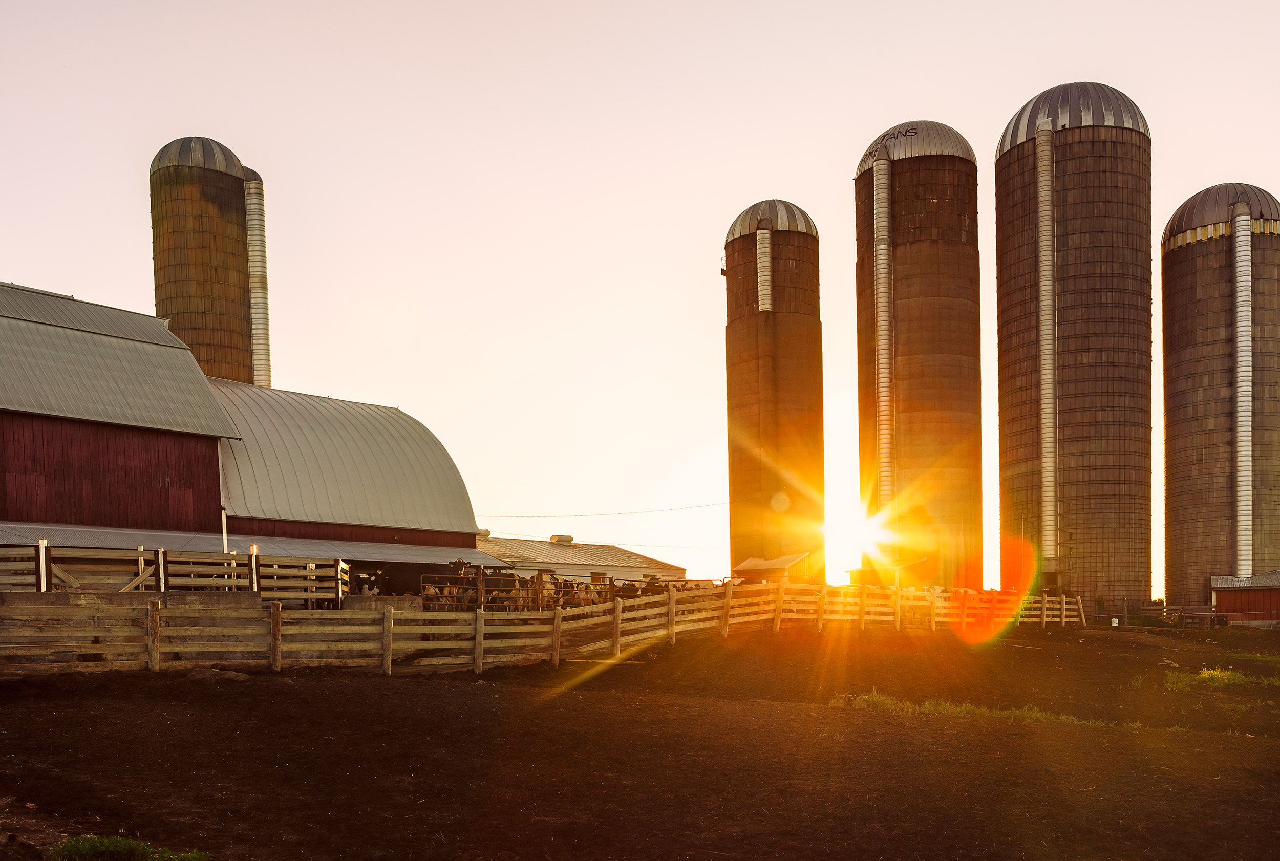 Agriculture Photography live stock dairy cows barn and silos at sunrise