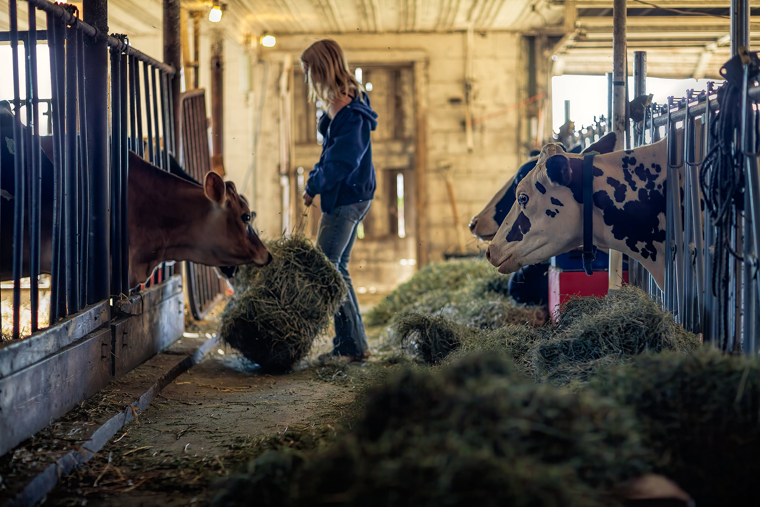 Young girl feeding hay dairy cows in barn.Black and white image of cowgirls feeding grain before a ride in the round pen. Livestock and agriculture photography