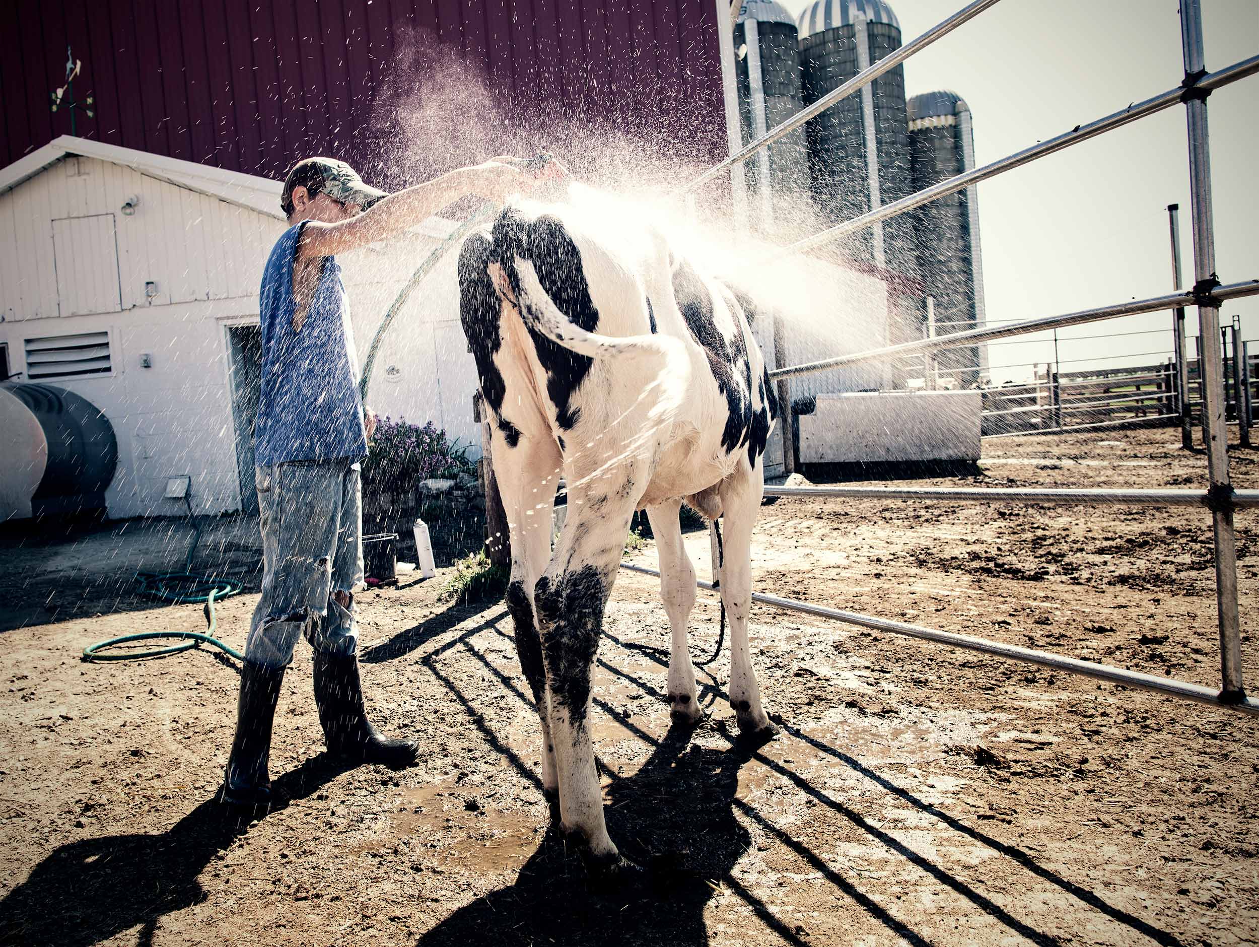 Young Boy spraying off cow with hose for stock show.Black and white image of cowgirls feeding grain before a ride in the round pen. Livestock and agriculture photography