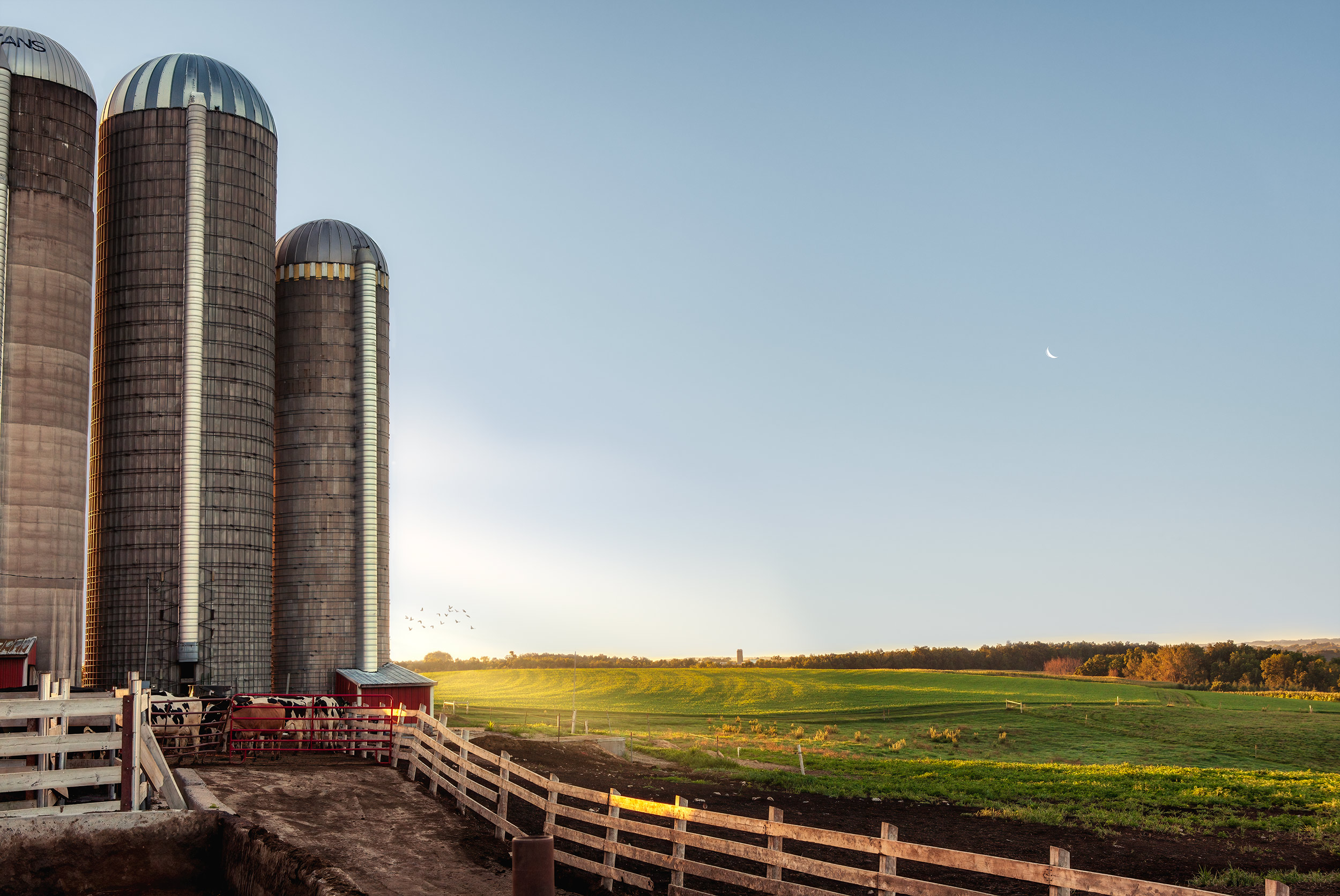 Agriculture Photography live stock dairy cows and silos at sunrise